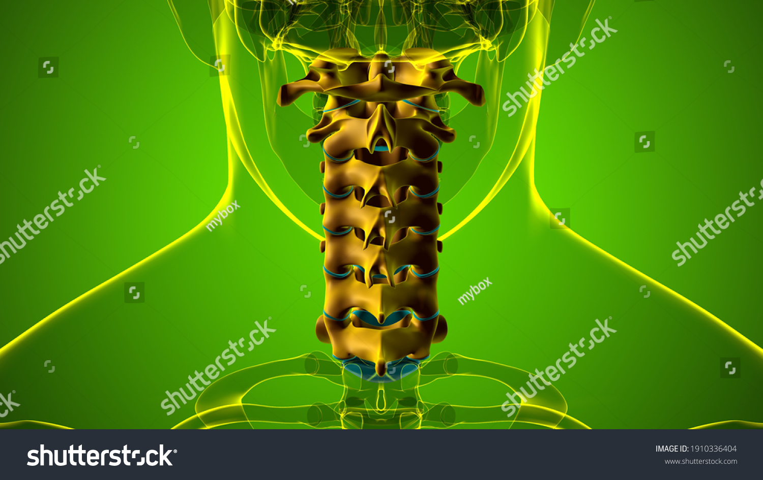 Human Skeleton Vertebral Column Cervical Vertebrae Stock Illustration 1910336404 4597