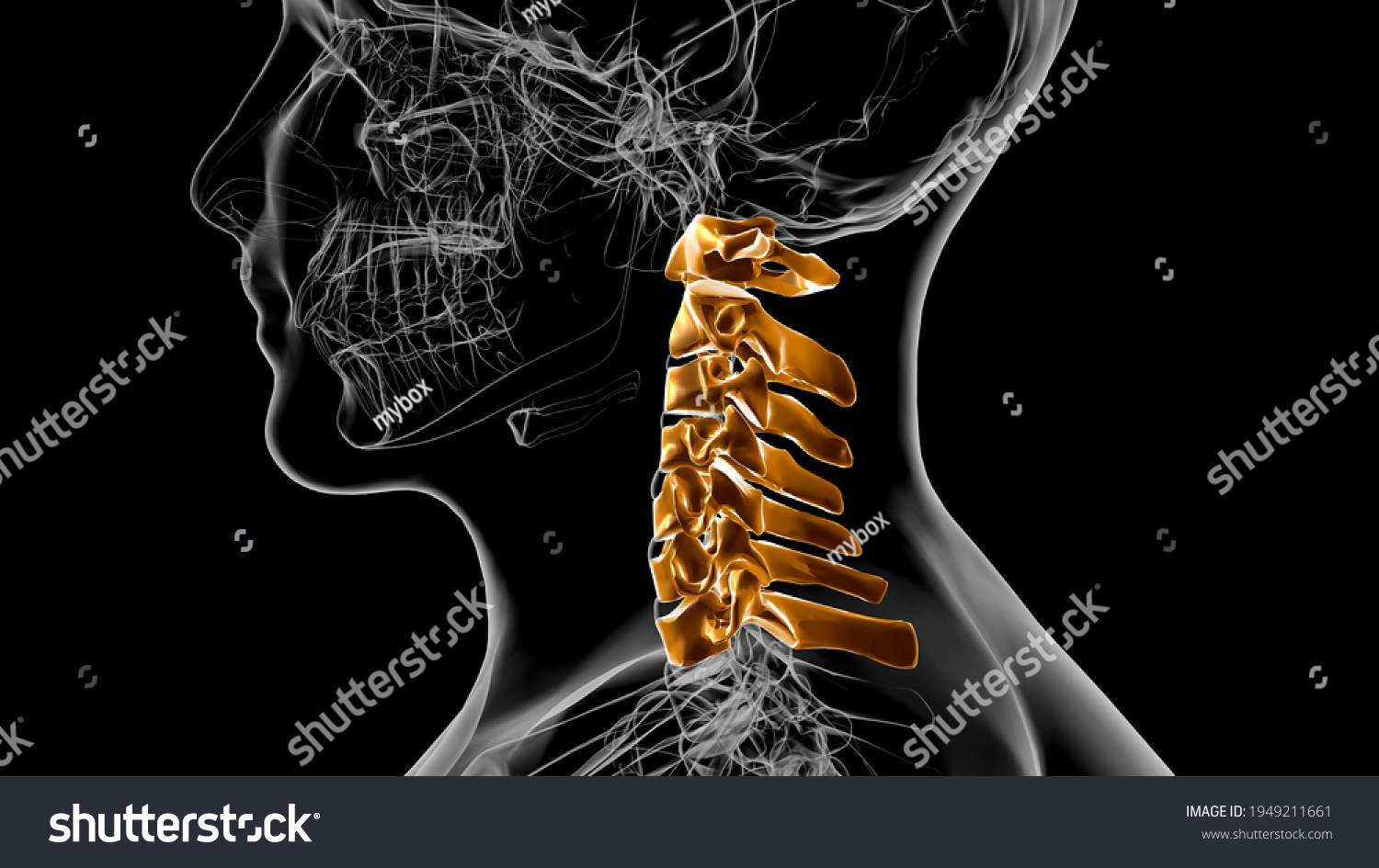 Human Skeleton Vertebral Column Cervical Vertebrae Stock Illustration Shutterstock