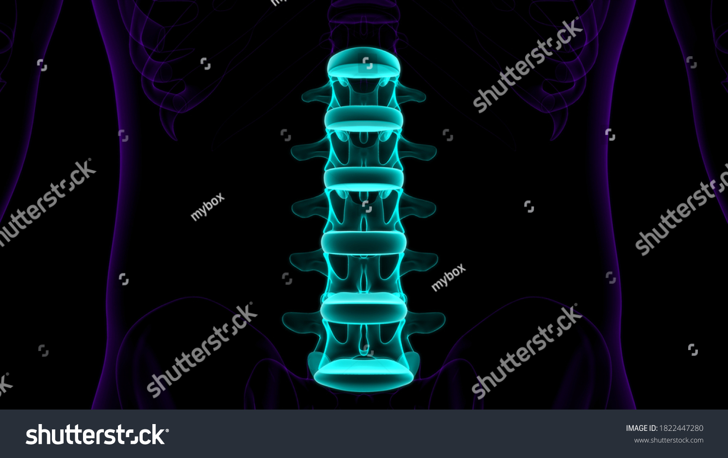 Human Skeleton Vertebral Column Lumbar Vertebrae Stock Illustration