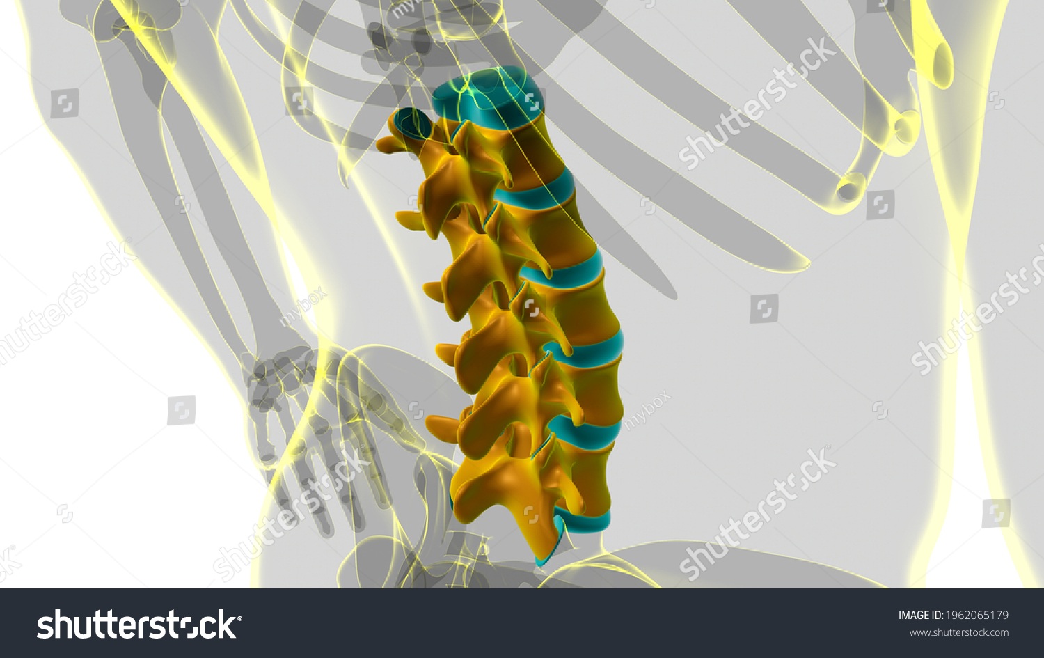 Human Skeleton Vertebral Column Lumbar Vertebrae Stock Illustration