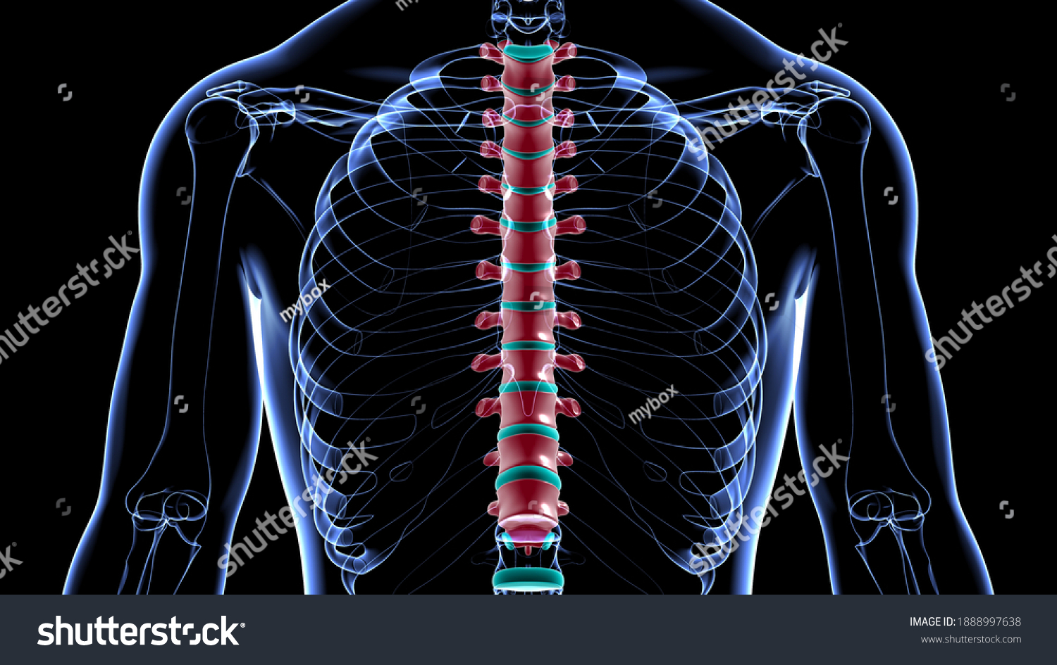 Human Skeleton Vertebral Column Thoracic Vertebrae Stock Illustration