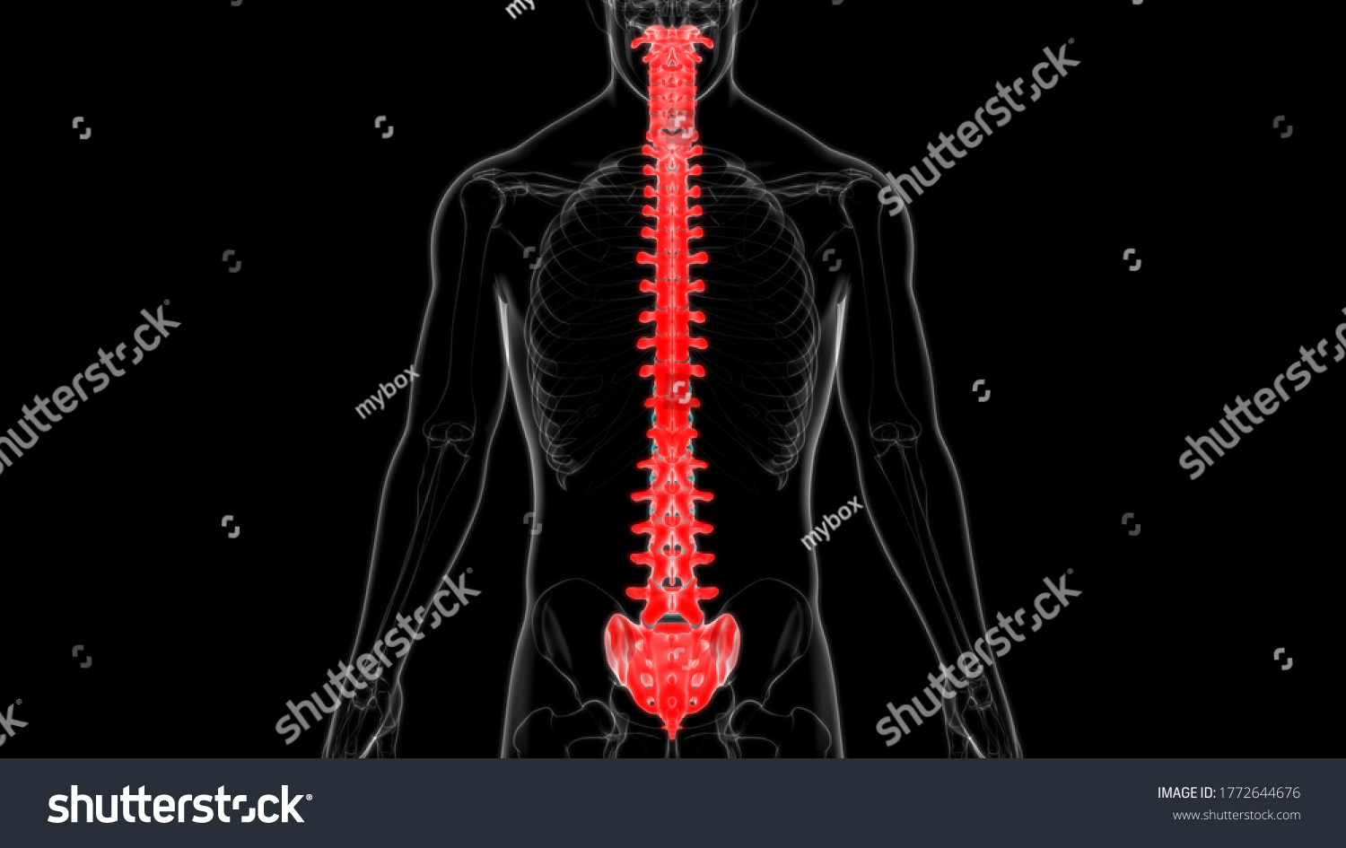 Human Skeleton Vertebral Column Vertebrae Anatomy Stock Illustration 1772644676 0575
