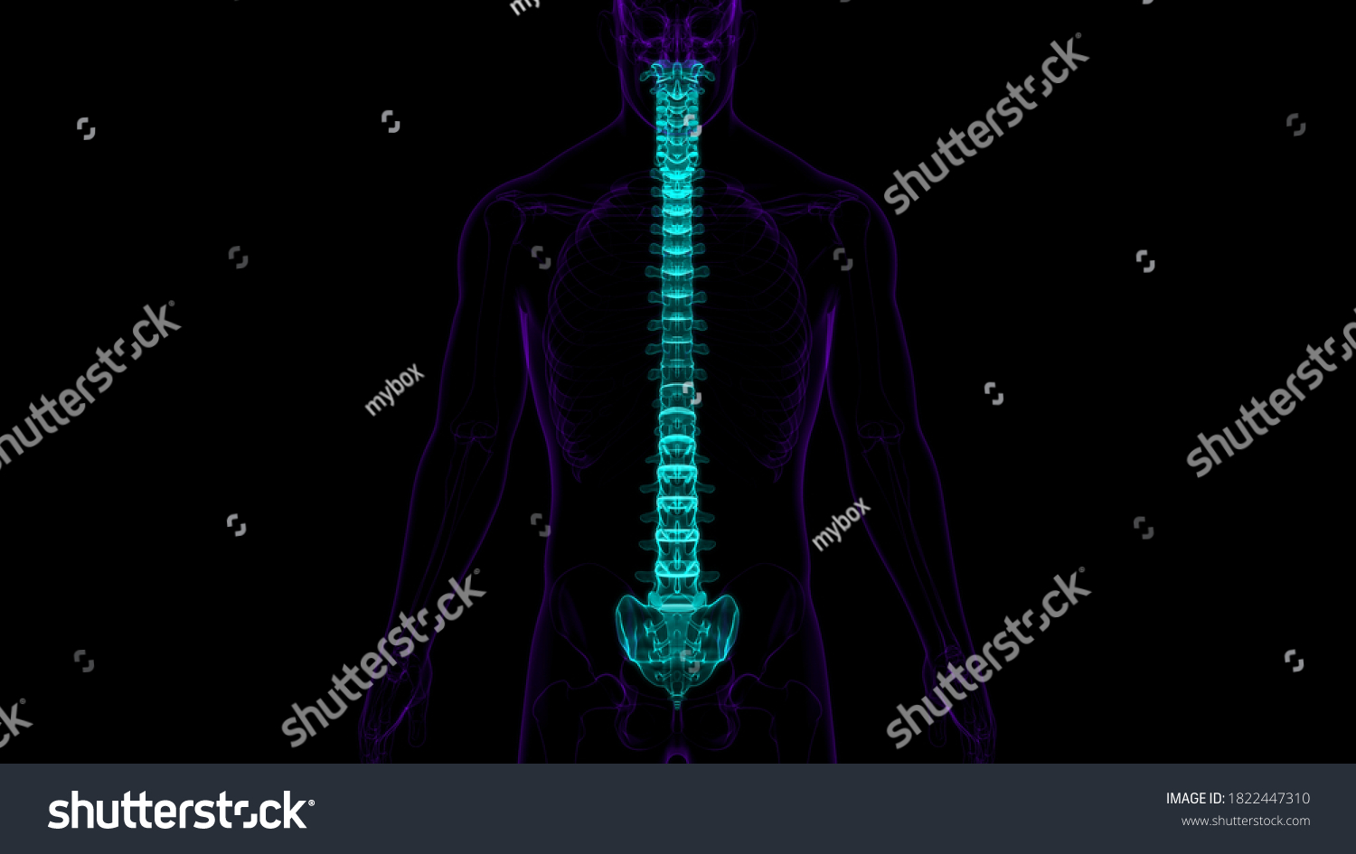 Human Skeleton Vertebral Column Vertebrae Anatomy Stock Illustration