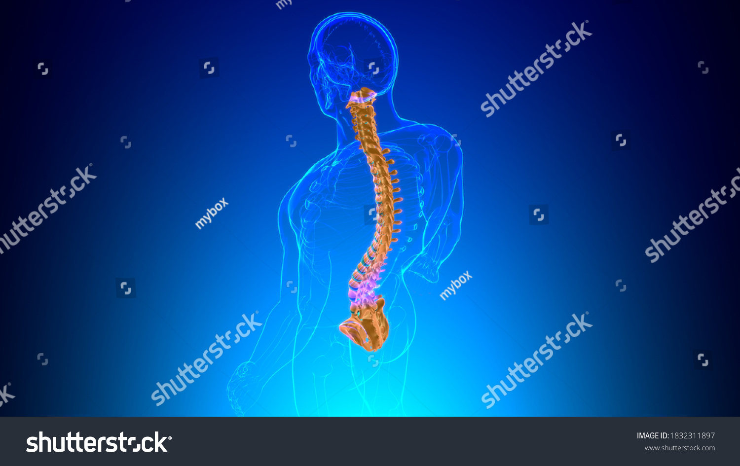 Human Skeleton Vertebral Column Vertebrae Anatomy Stock Illustration