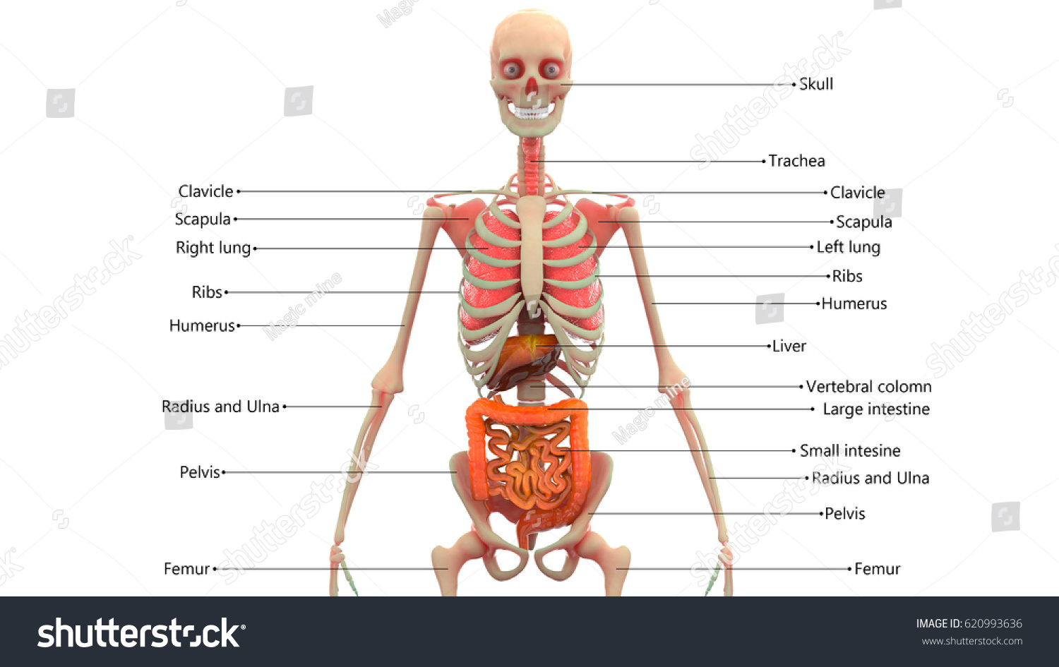 Human Skeleton Organs Anatomy 3 D Stock Illustration 620993636