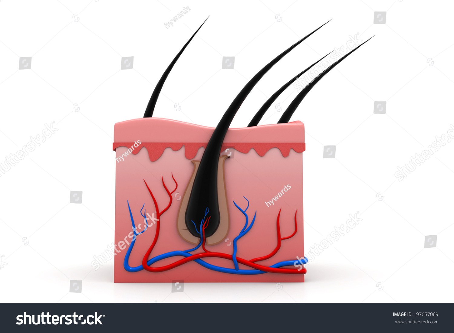 Human Skin Anatomy Cross Section Stock Photo 197057069 : Shutterstock