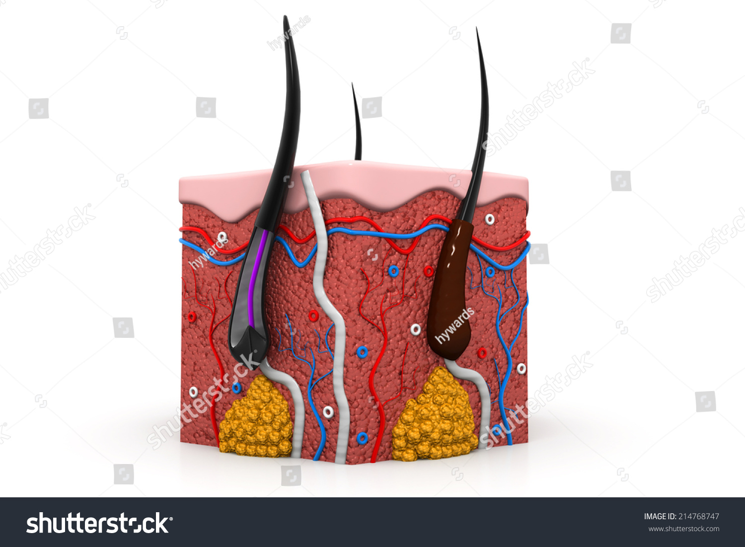 Human Skin Anatomy Cross Section Stockillustration