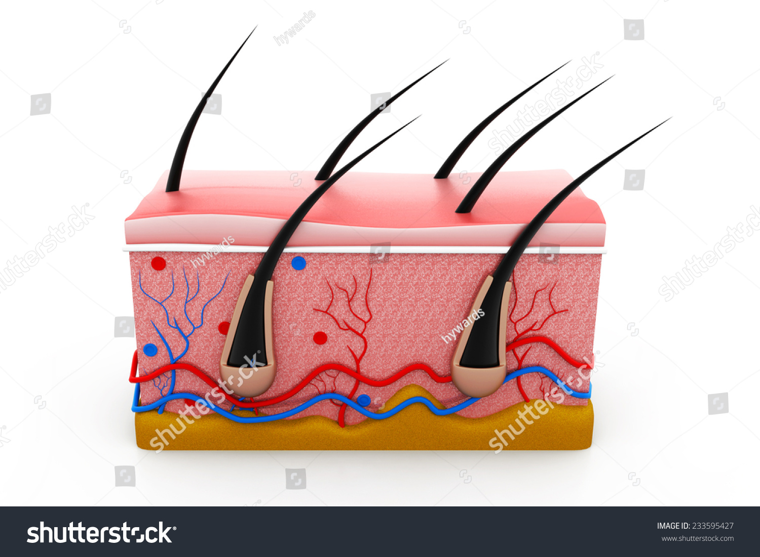 Human Skin Anatomy Cross Section Stock Photo 233595427 : Shutterstock