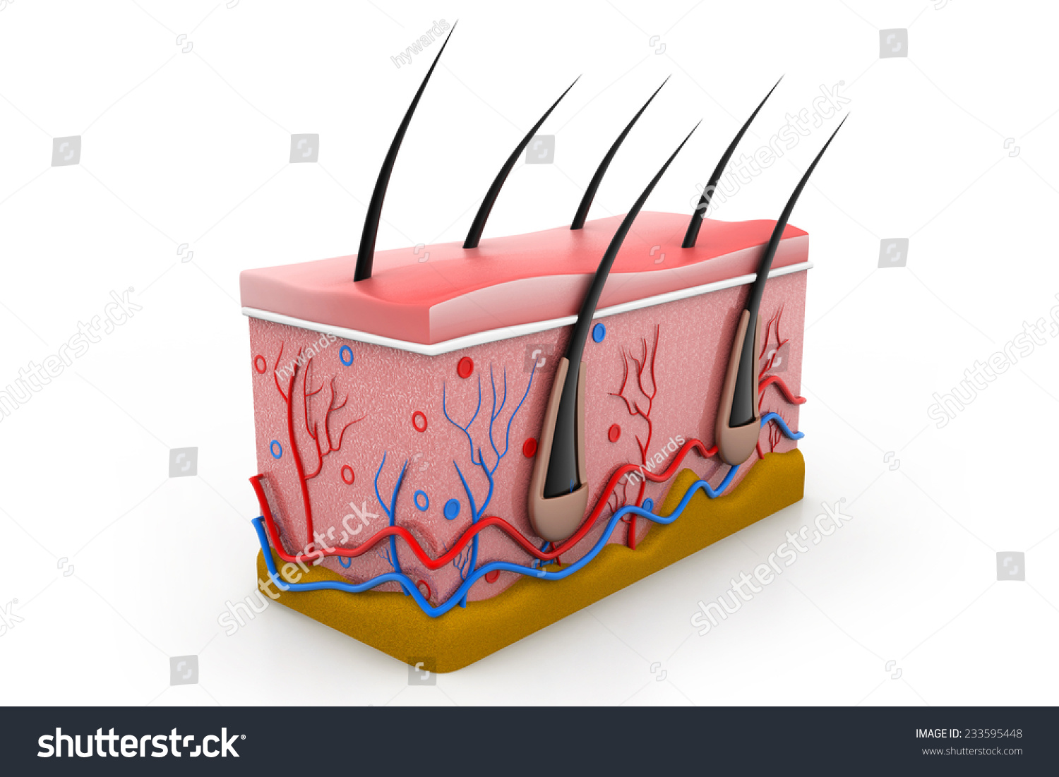 Human Skin Anatomy Cross Section Stock Photo 233595448 : Shutterstock