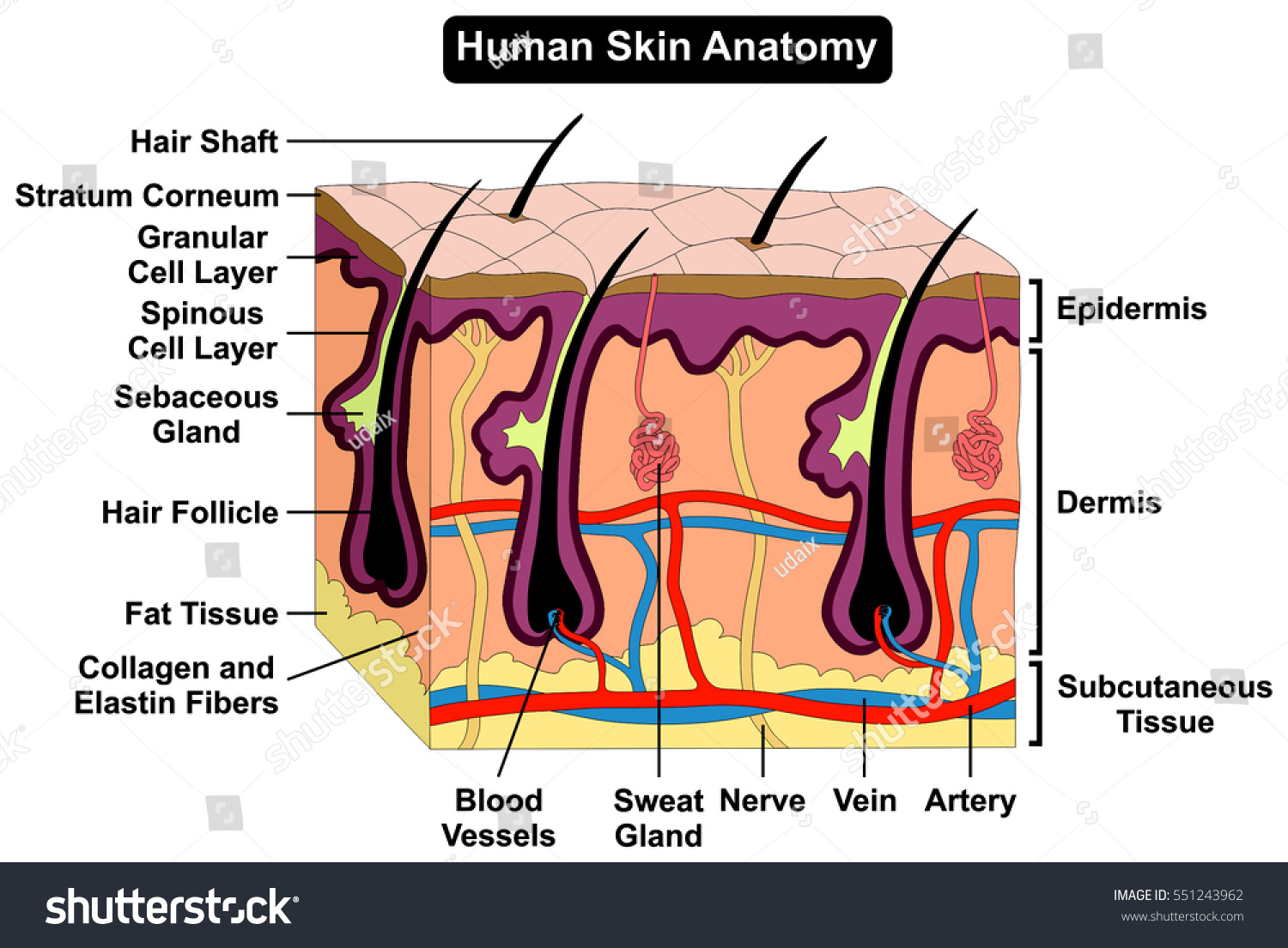 Human Skin Anatomy Cross Section Diagram Stock Illustration 551217682 ...
