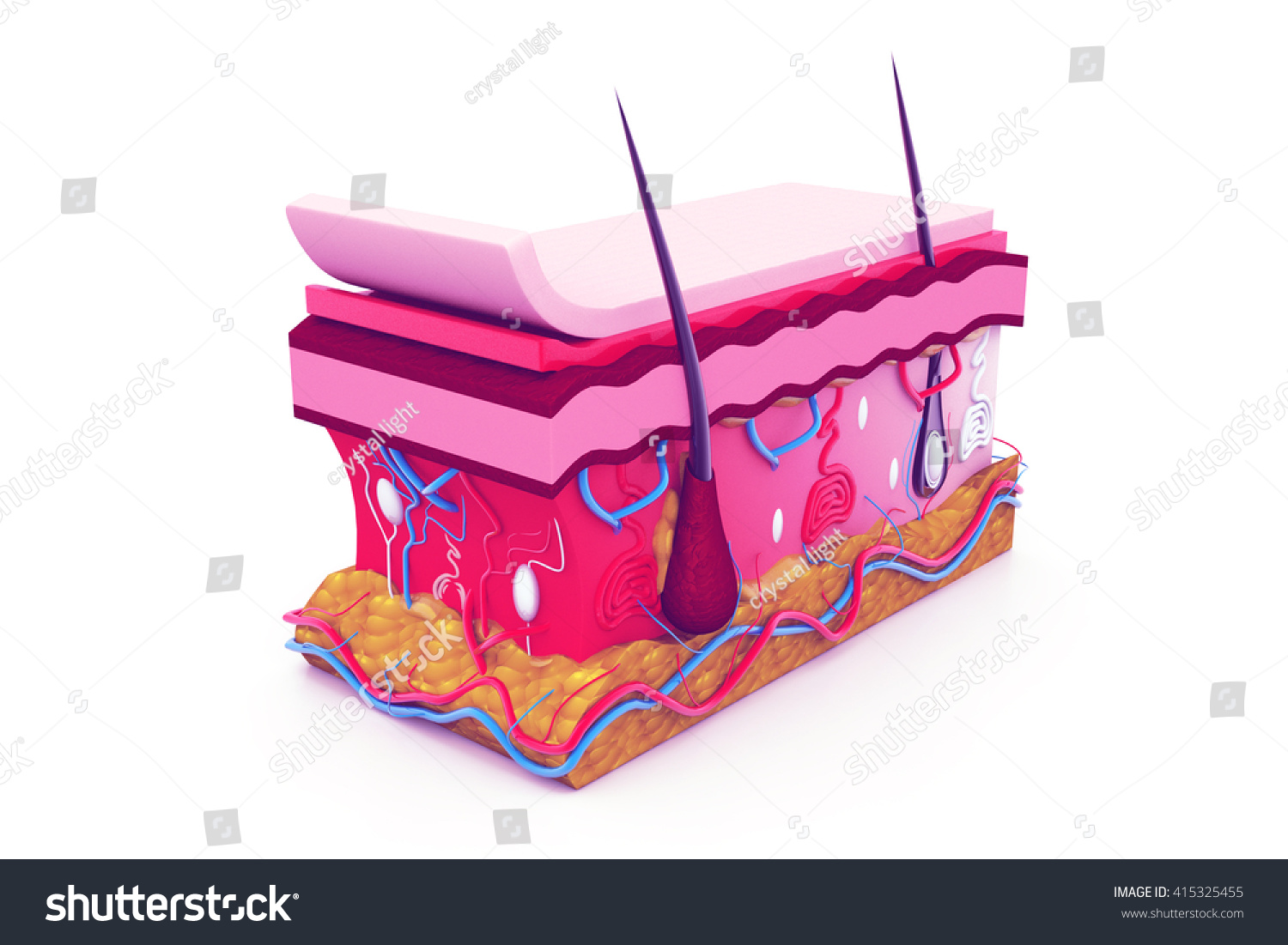 Human Skin Anatomy.3d Render Stock Photo 415325455 : Shutterstock