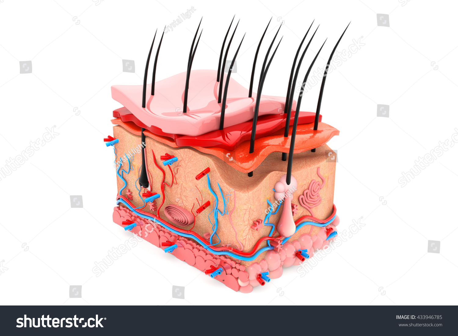 Human Skin Anatomy.3d Render Stock Photo 433946785 : Shutterstock