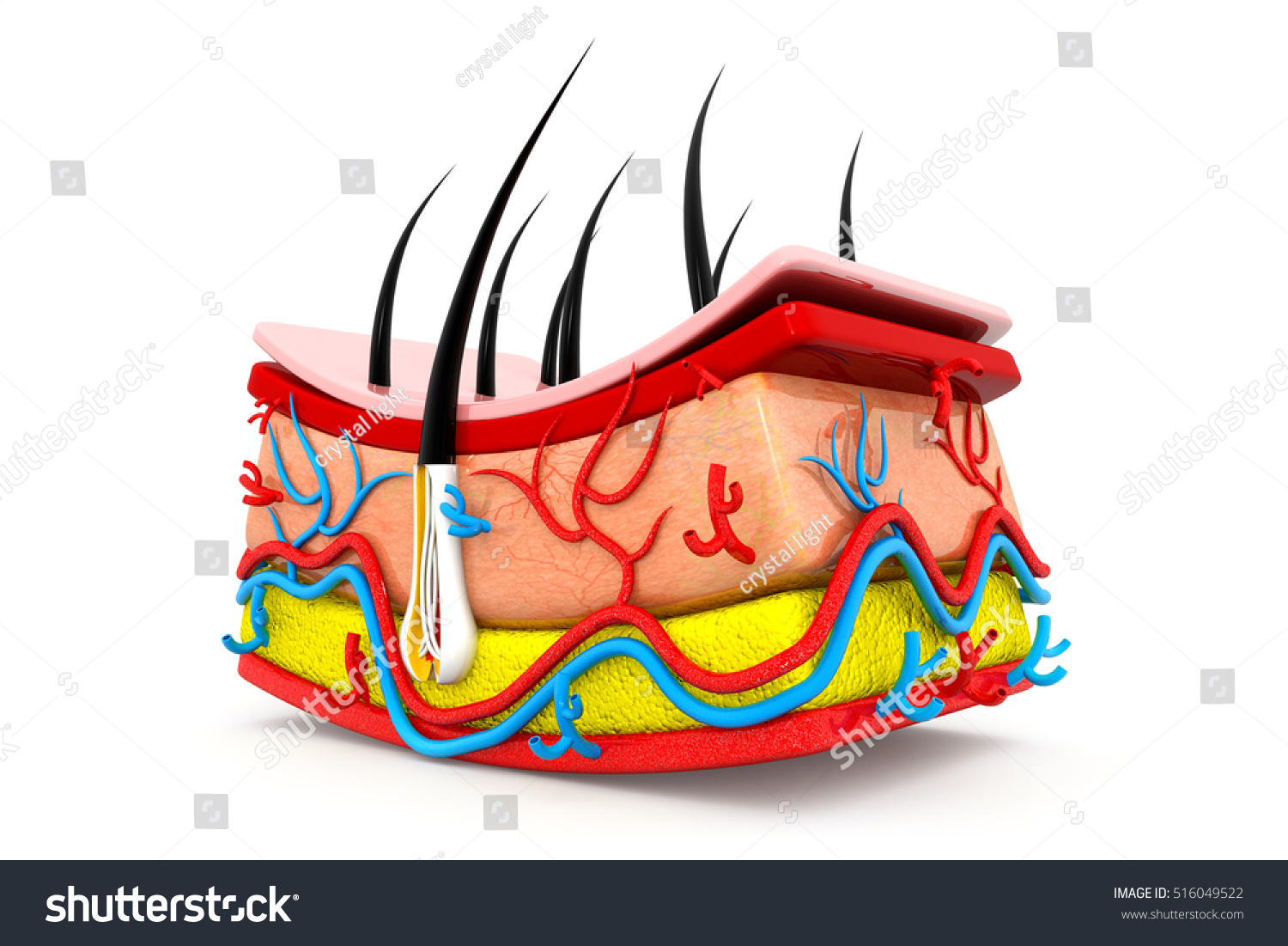 Human Skin Anatomy.3d Render Stock Photo 516049522 : Shutterstock