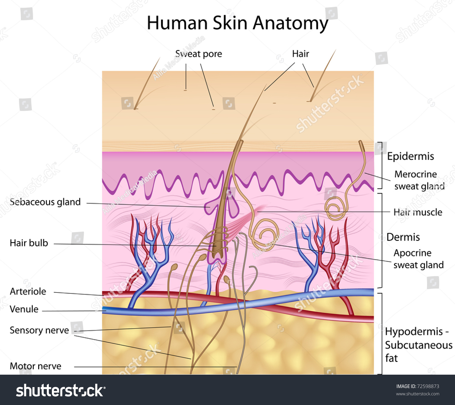 Human Skin Anatomy Detailed Accurate Labeled Stockillustration 72598873