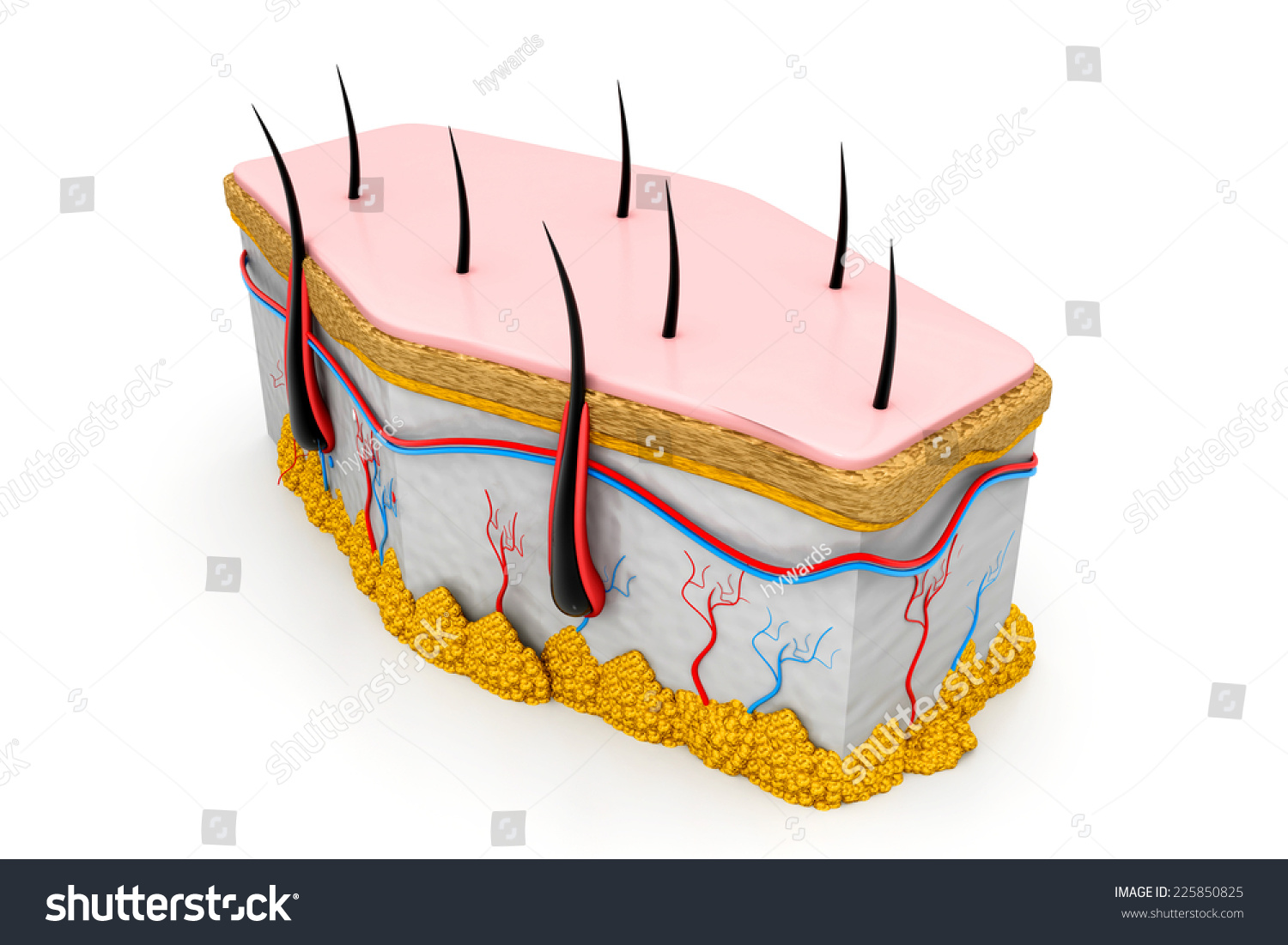 Human Skin And Hair Structure Stock Photo 225850825 : Shutterstock