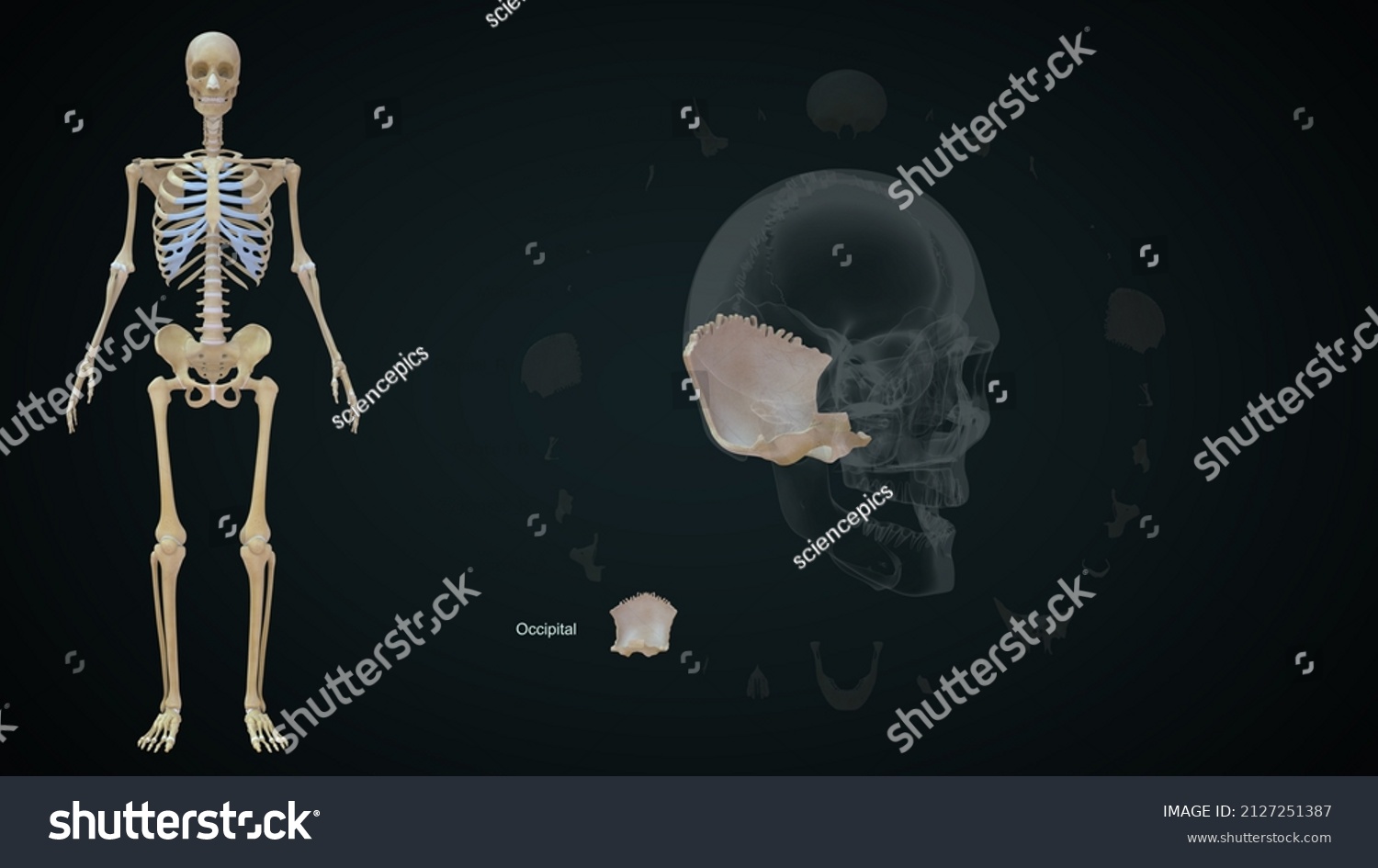 Human Skull Bones Occipital Anatomy 3d Stock Illustration 2127251387 Shutterstock 0779
