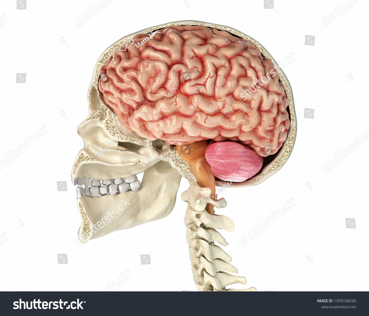 Human Skull Mid Sagittal Crosssection Brain Stock Illustration ...