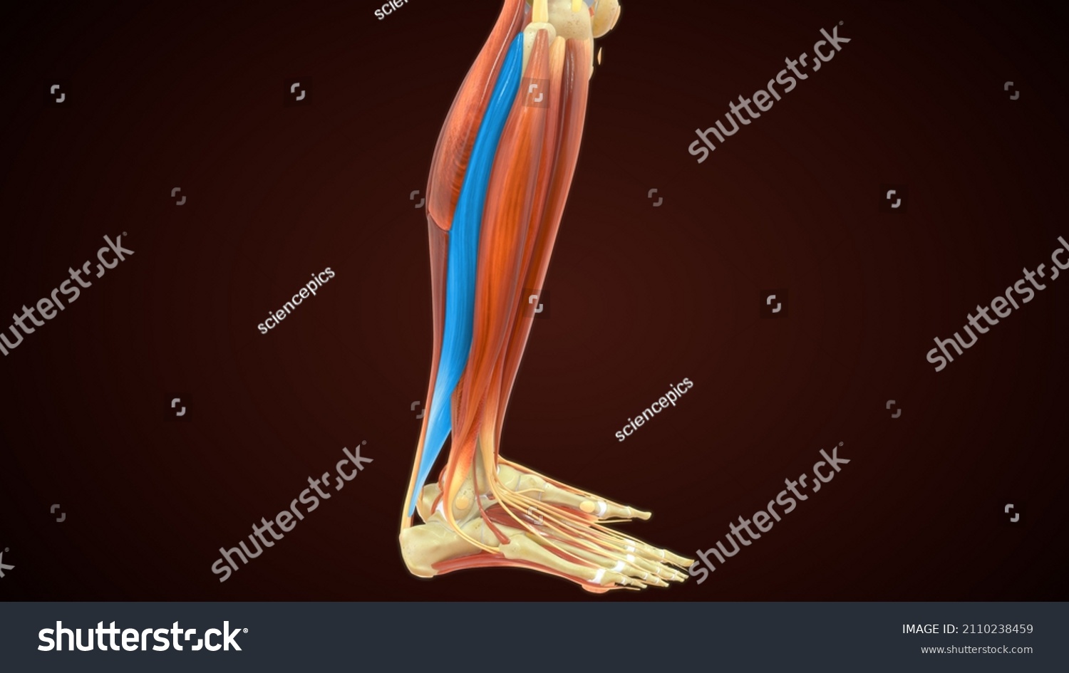 Human Soleus Muscle Anatomy 3d Illustration Stock Illustration 2110238459