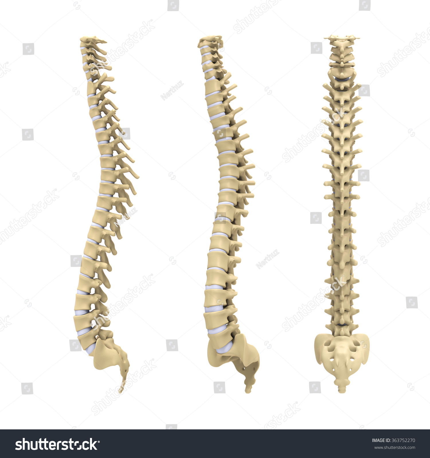 Human Spine Anatomy Stock Photo 363752270 : Shutterstock