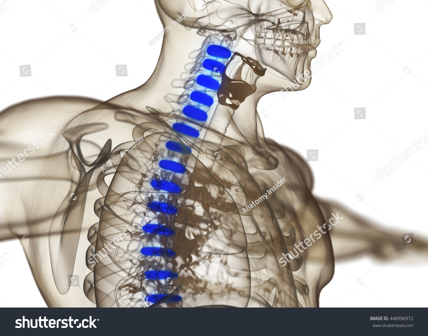 Human Spine Discs D Illustration Shutterstock