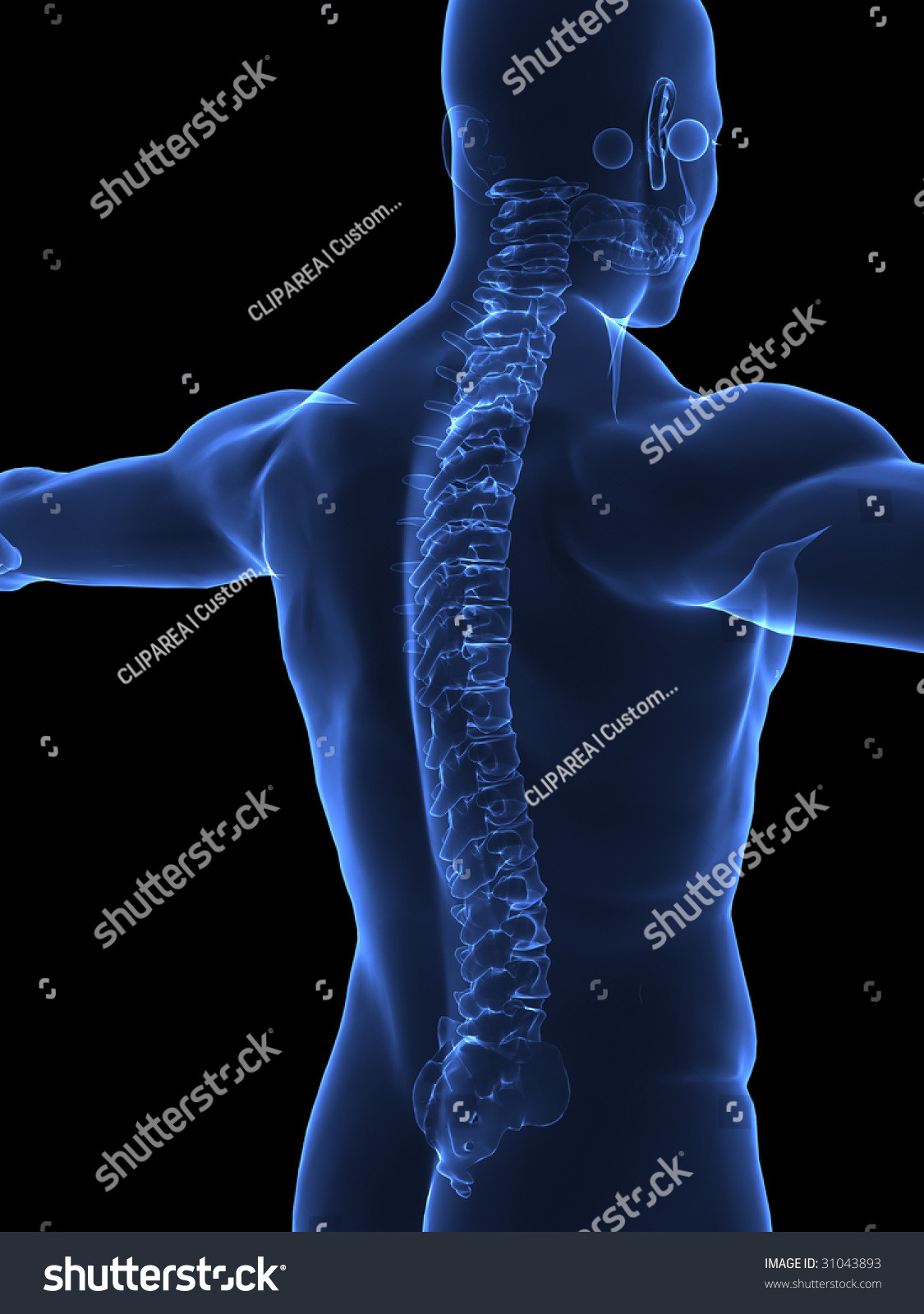 Human Spine X Ray Closeup Stock Photo 31043893 : Shutterstock