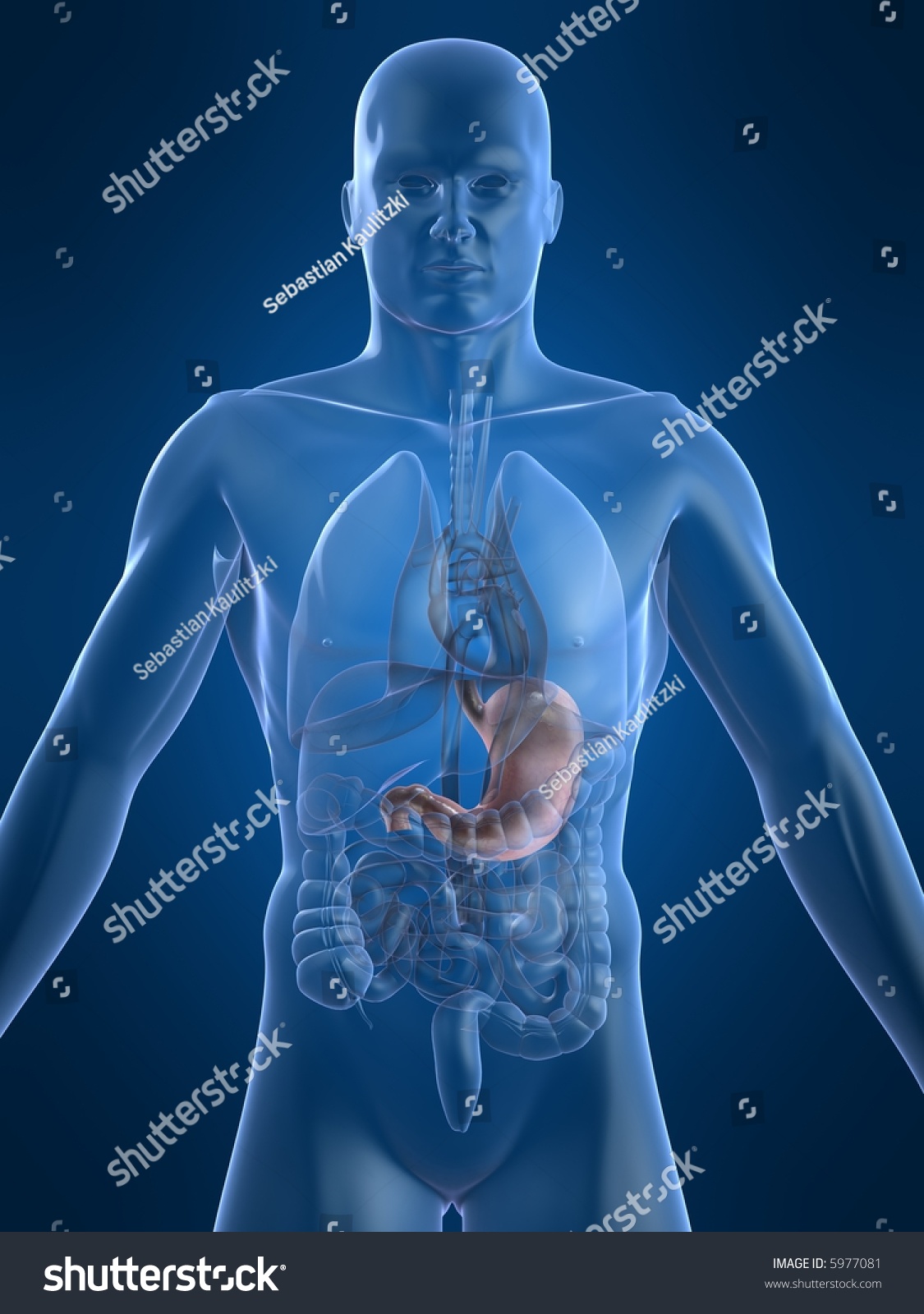 Human Stomach Stock Illustration 5977081 - Shutterstock