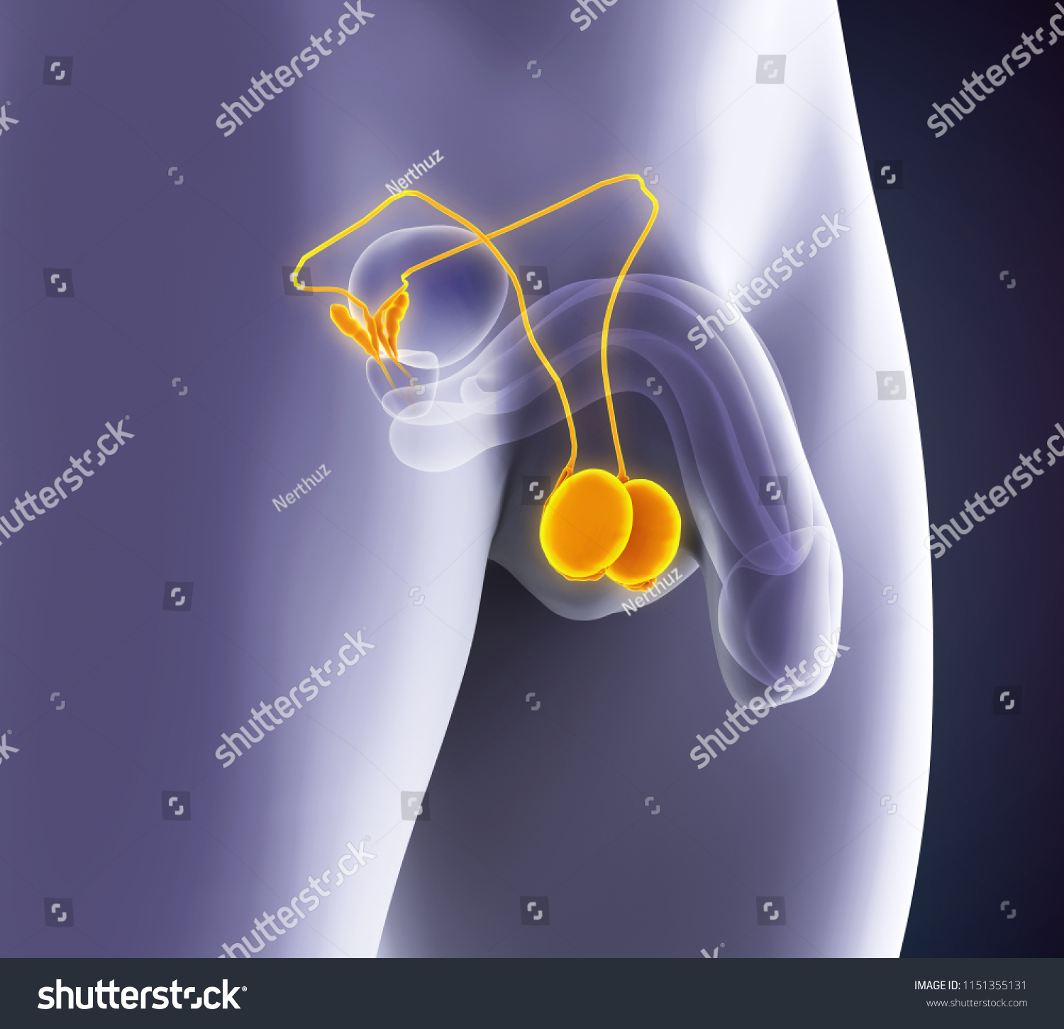 Human Testicles Shutterstock