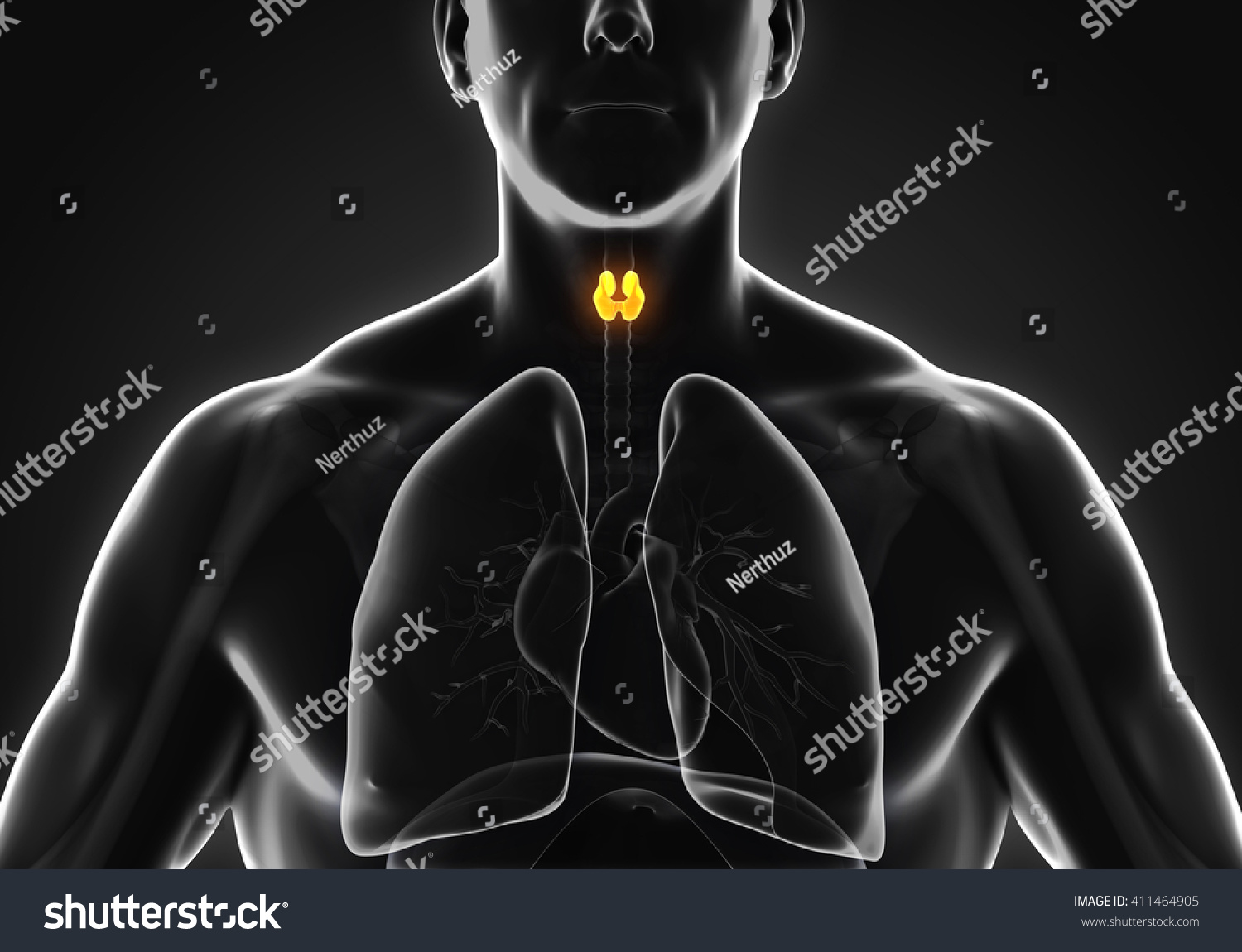 Human Thyroid Gland Anatomy 3d Rendering Stock Photo 411464905