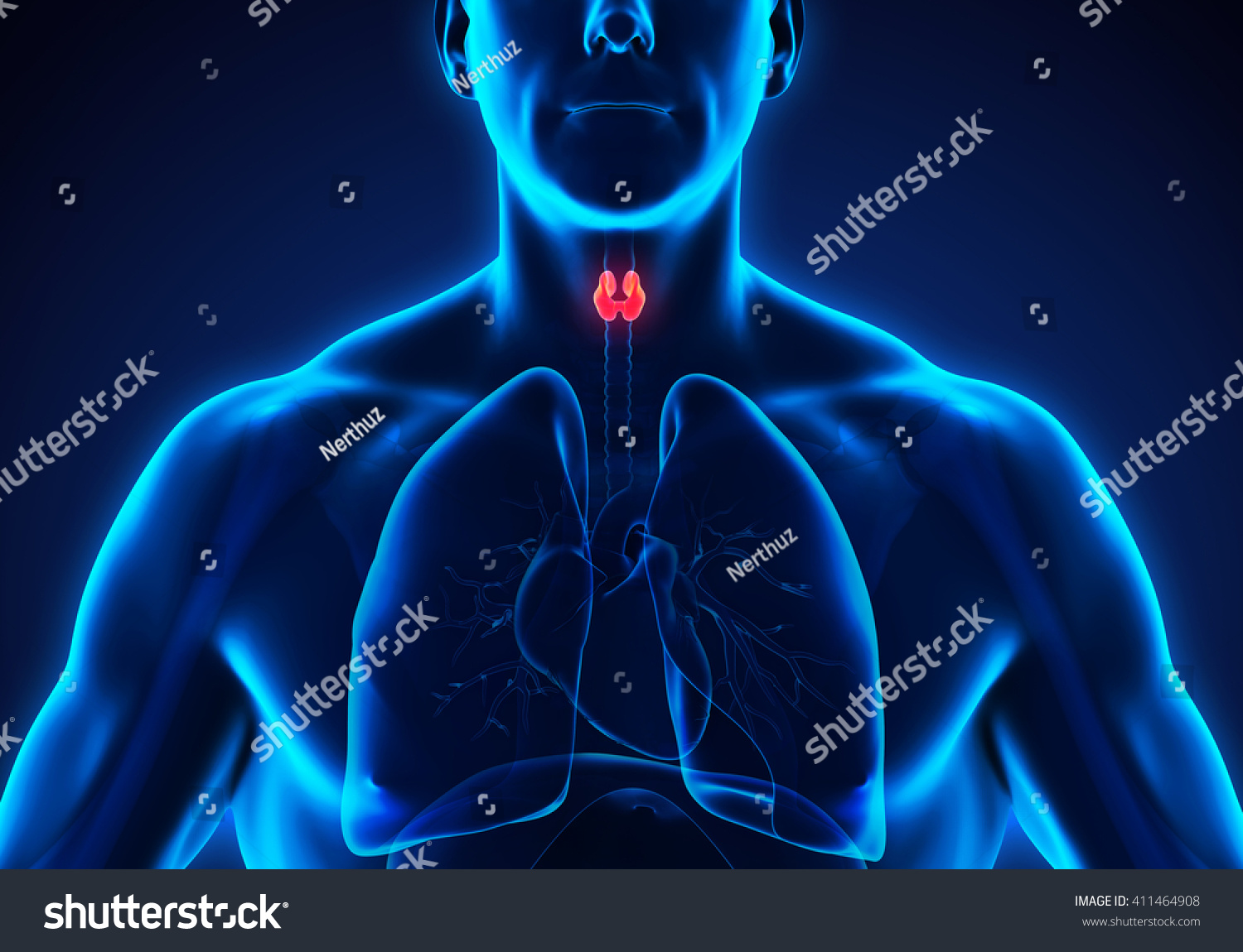 Human Thyroid Gland Anatomy. 3d Rendering Stock Photo 411464908 ...