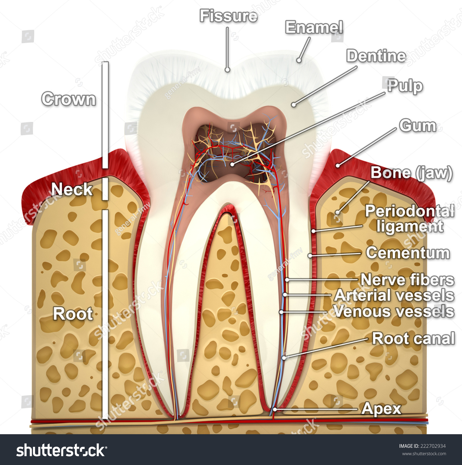 Human Tooth Cross-Section (3d Model) Stock Photo 222702934 : Shutterstock