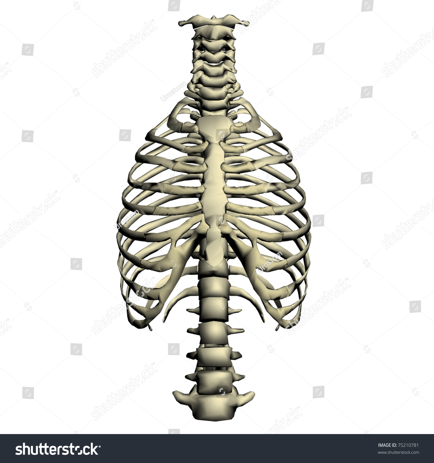 Human Torso Skeletal System Stock Illustration 75210781 | Shutterstock