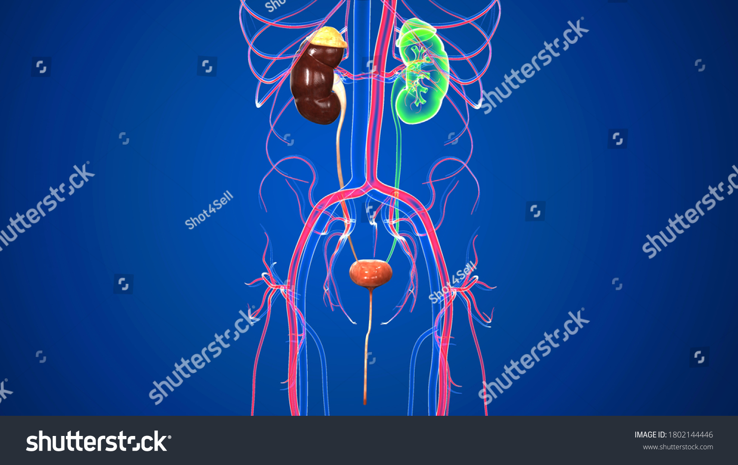 ヒト泌尿器系腎臓の構造 尿器系は 腎臓 尿管 膀胱 尿道で構成され 腎臓 尿路とも呼ばれます のイラスト素材