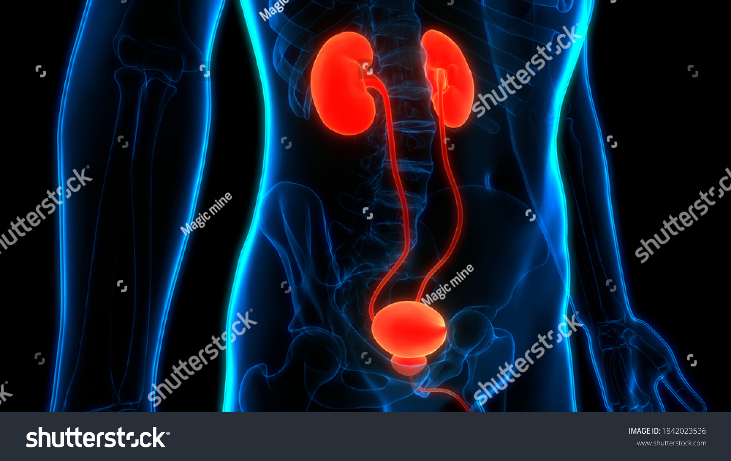 Human Urinary System Kidneys Bladder Anatomy Stock Illustration 1842023536