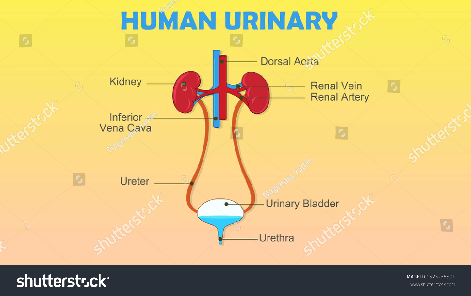 Human Urinary System Structure Diagram Stock Illustration Shutterstock