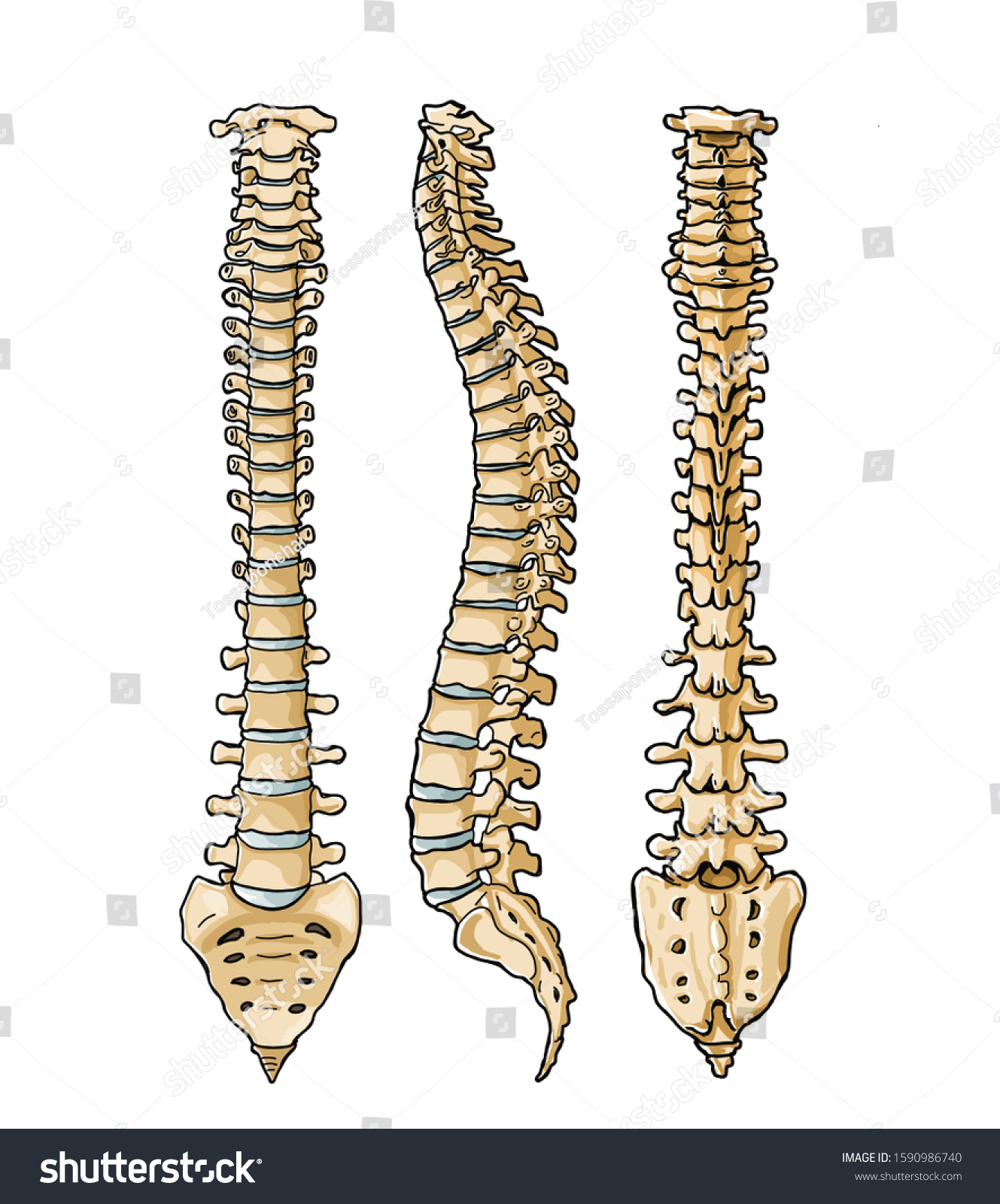 Human Vertebral Column Hand Drawingfront Side Stock Illustration 