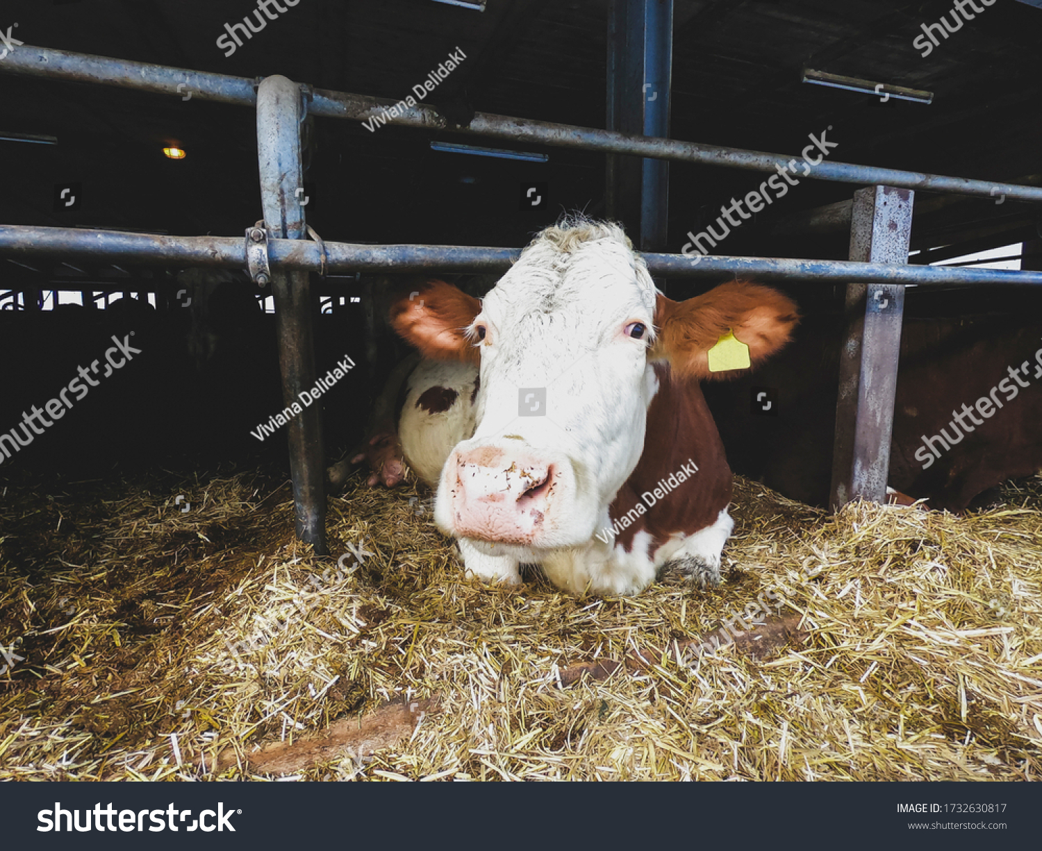 Humanely Raised Dairy Cows Photographed Humane Stock Photo (Edit Now ...