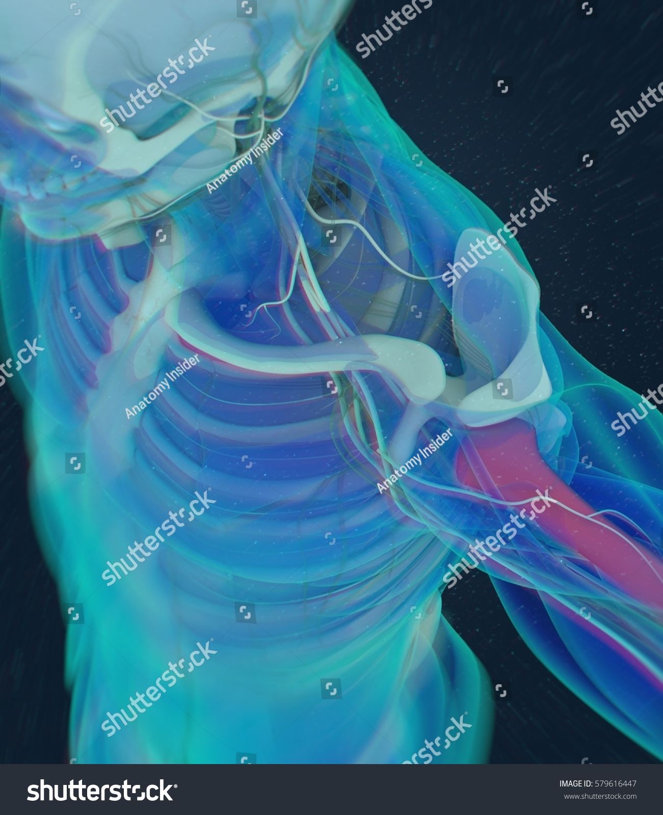 Humerus Bone Human Anatomy Skeletal System Stockillustratie 579616447 Shutterstock