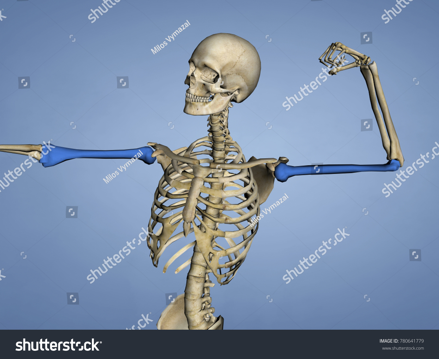 Humerus Human Skeleton 3d Model Stock Illustration 780641779