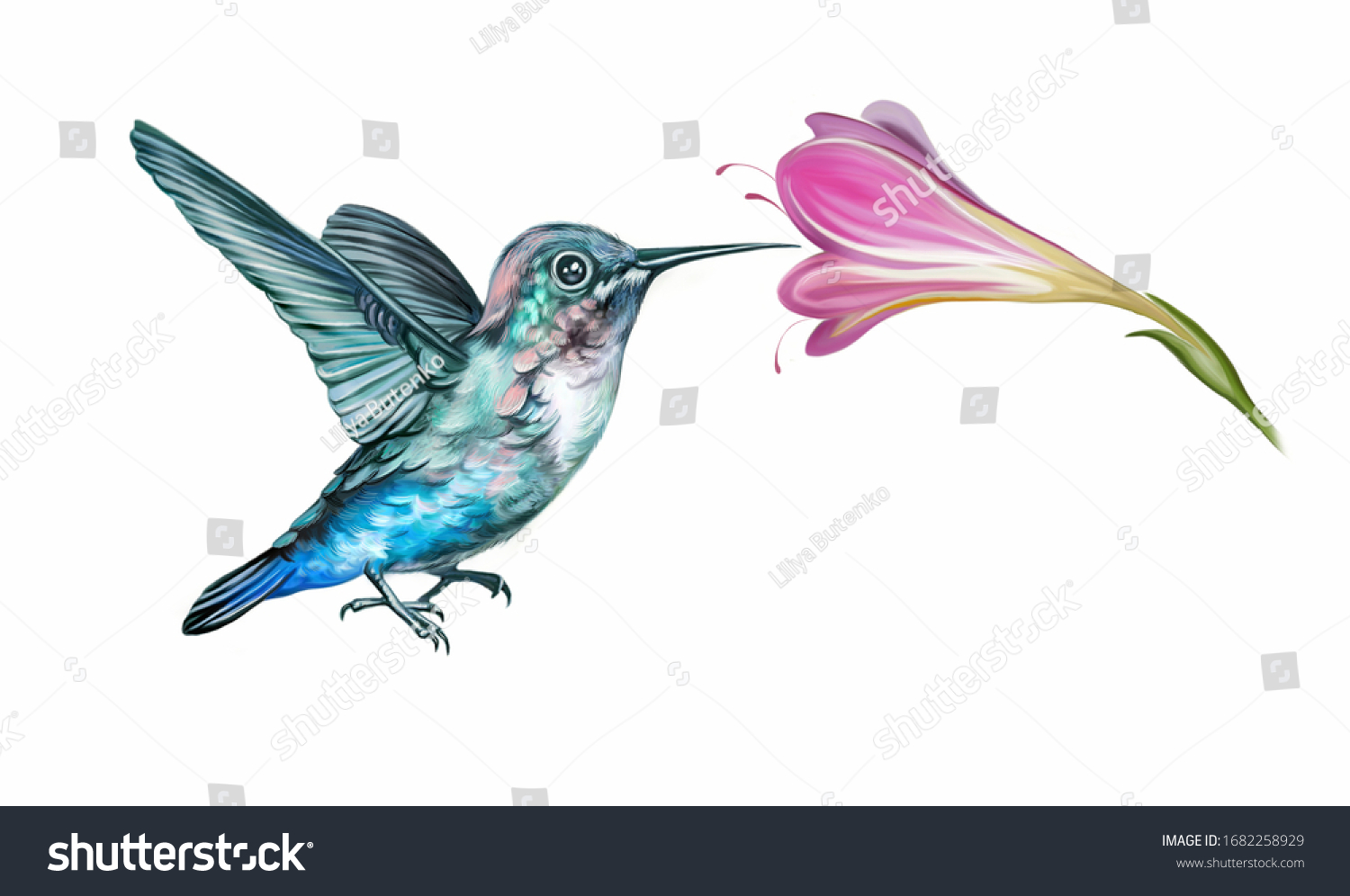 Hummingbird Mellisuga Helenae Flower Realistic Drawing Stock Illustration 1682258929