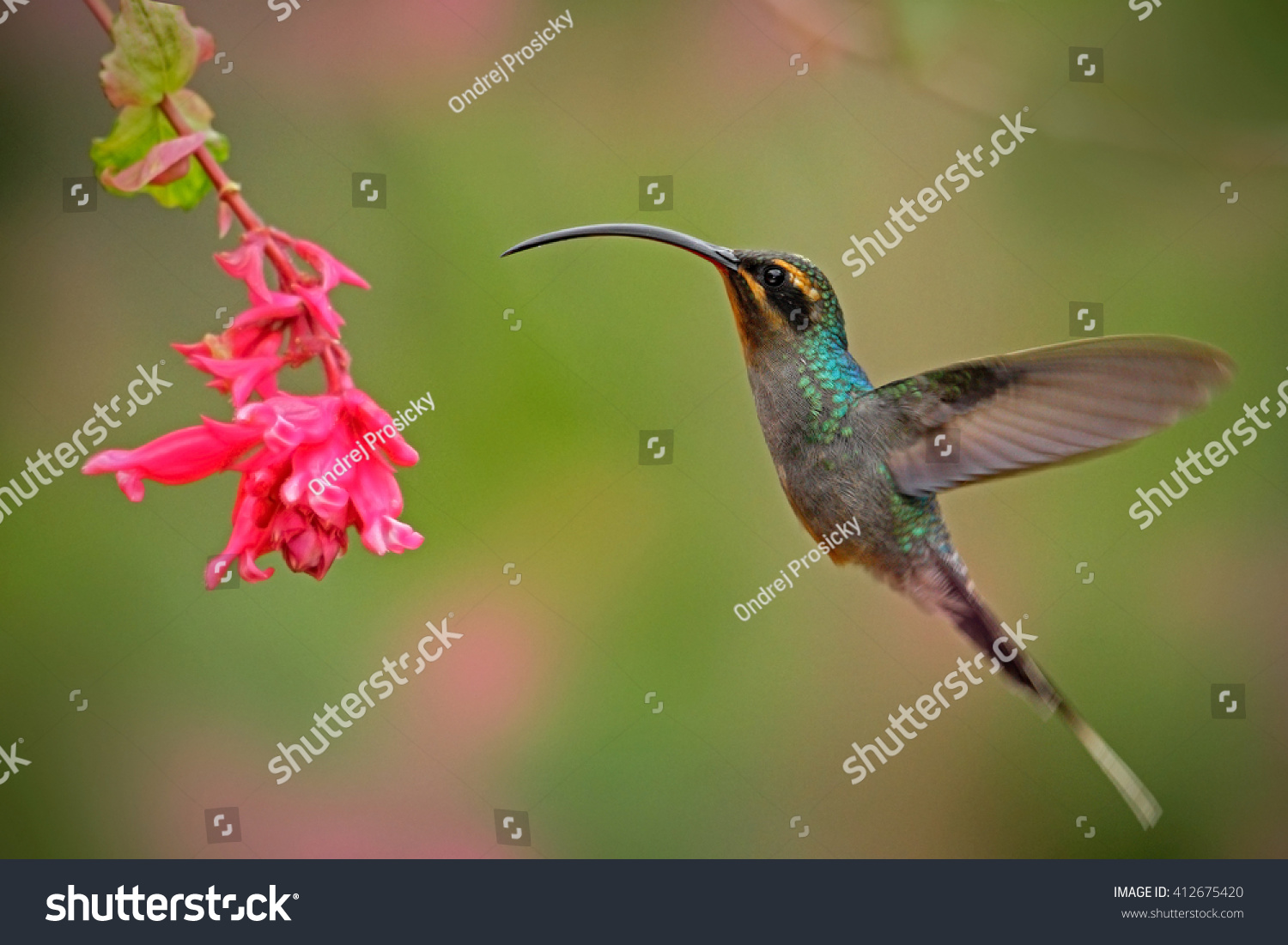 Hummingbird Long Beak Green Hermit Phaethornis Stock Photo 412675420 ...