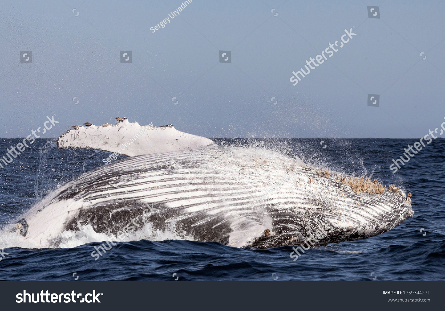 Humpback Whale Breaching Humpback Whale Jumping Stock Photo (Edit Now ...