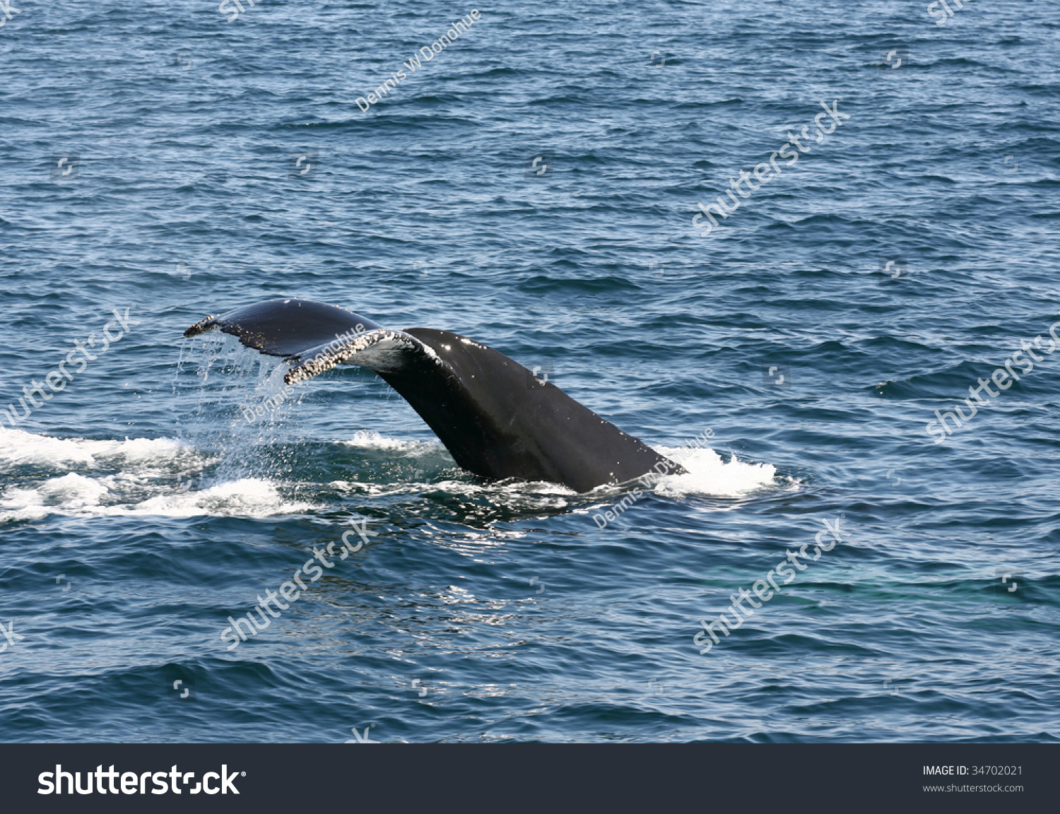 Humpback Whale Diving Stock Photo (Edit Now) 34702021