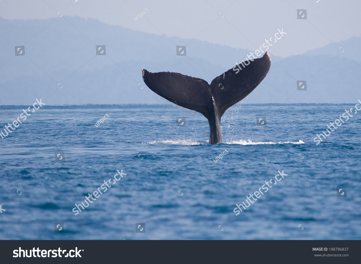 Humpback Whale Fin Stock Photo 188786837 : Shutterstock