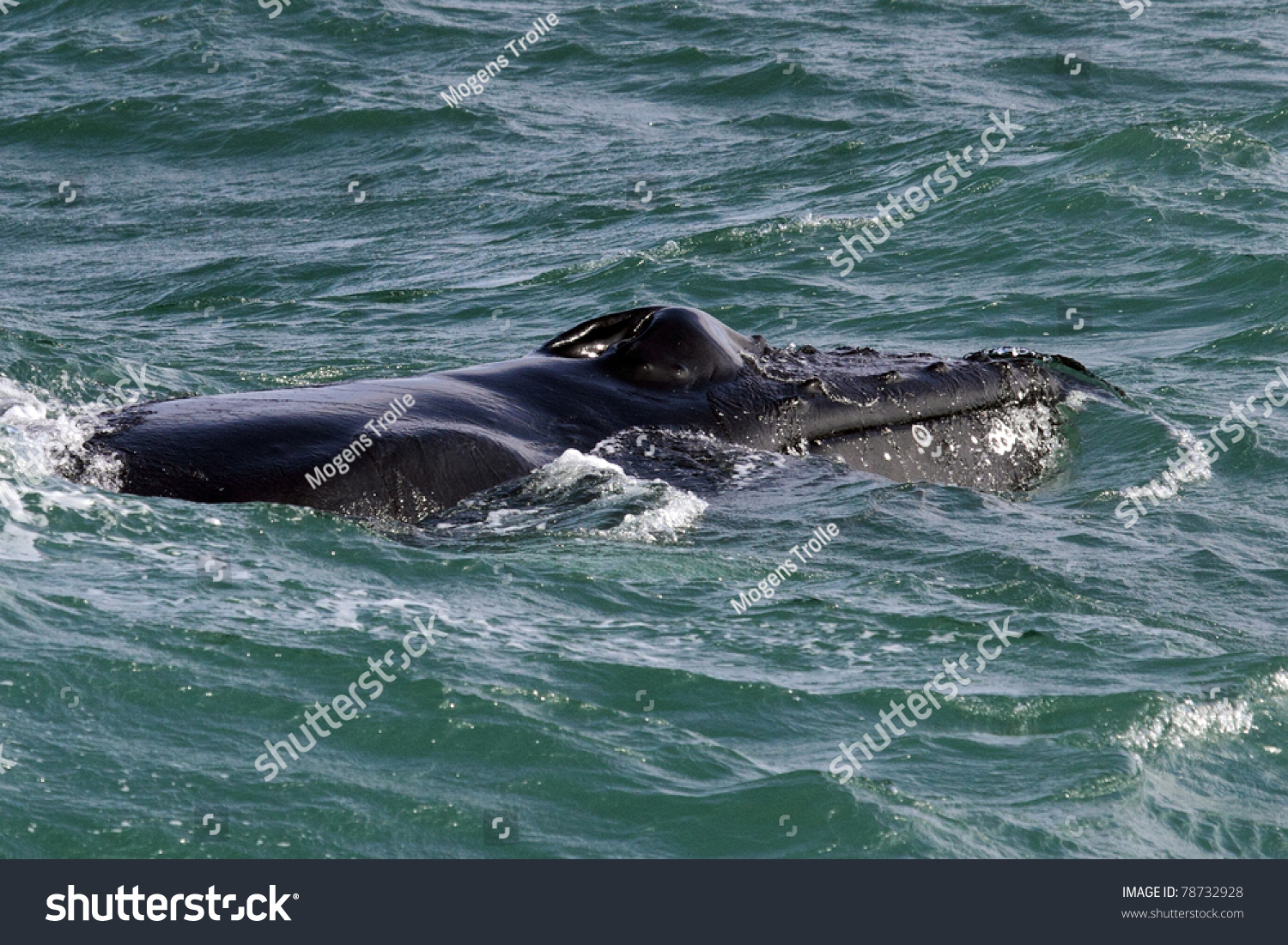 Humpback Whale Head Showing Blow Hole, Mouth And Sensory Tubercles ...