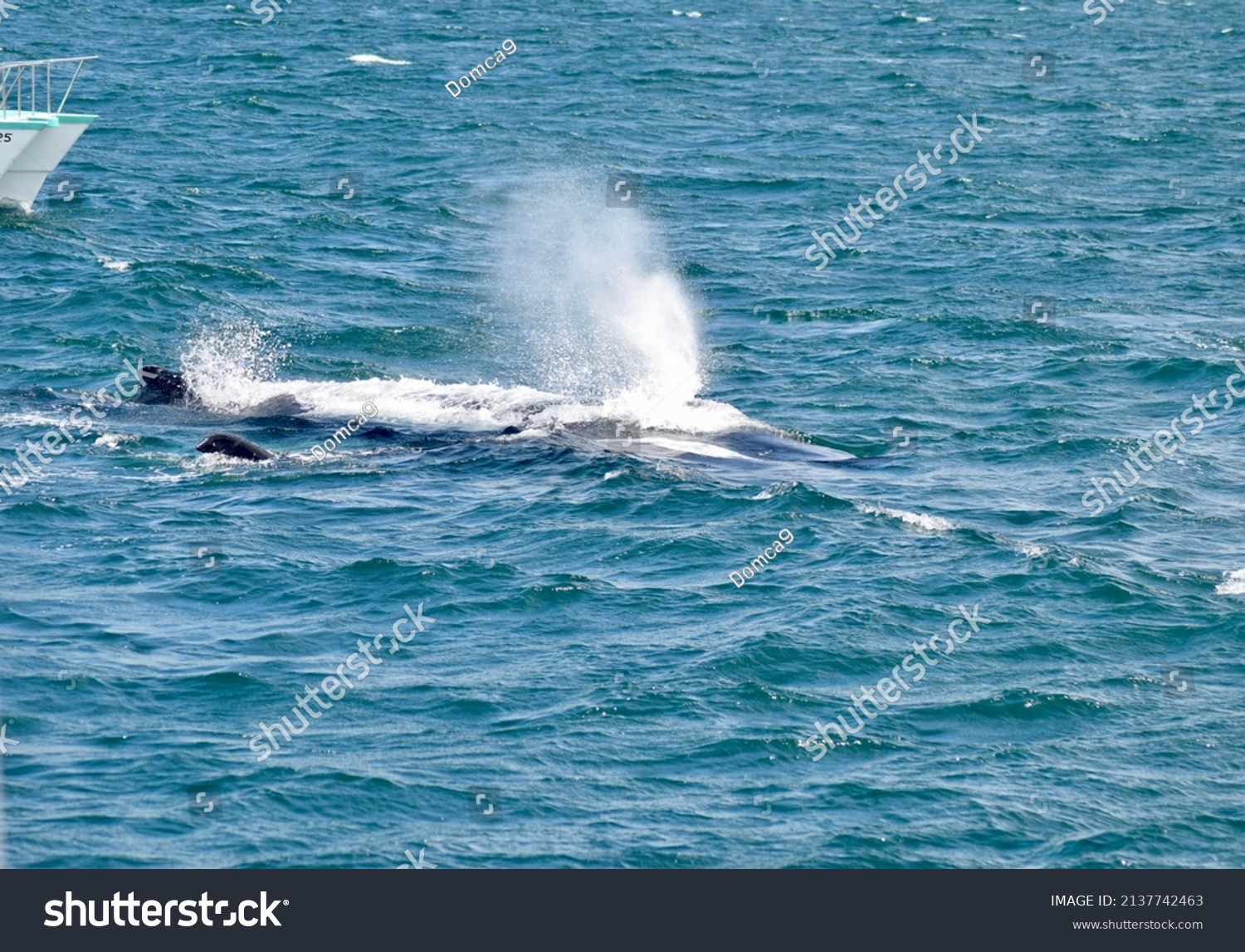 Humpback Whale Samana Dominican Republic Stock Photo 2137742463 