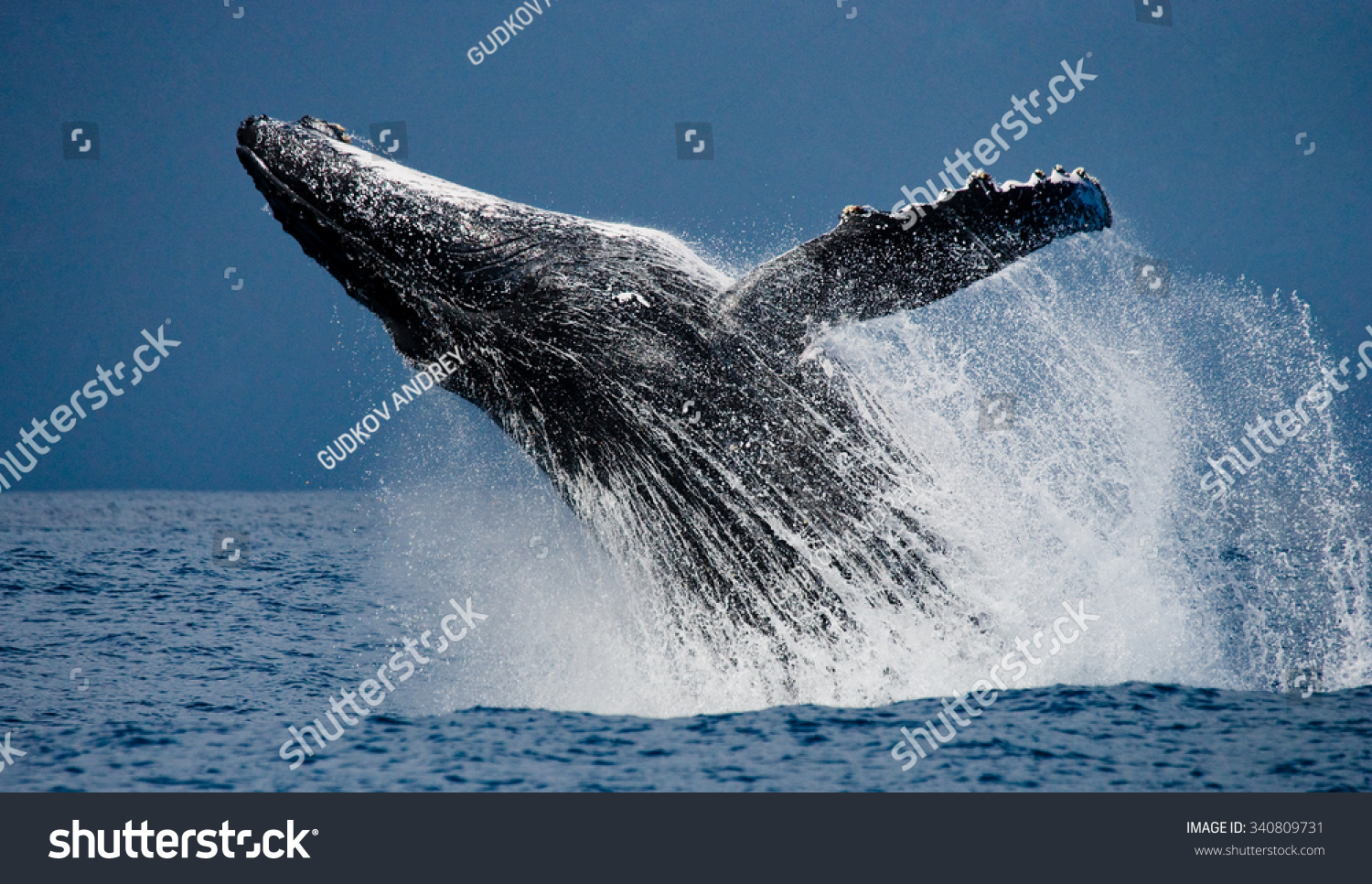 Humpback Whale Jumps Out Water Beautiful Stock Photo (Edit Now) 340809731