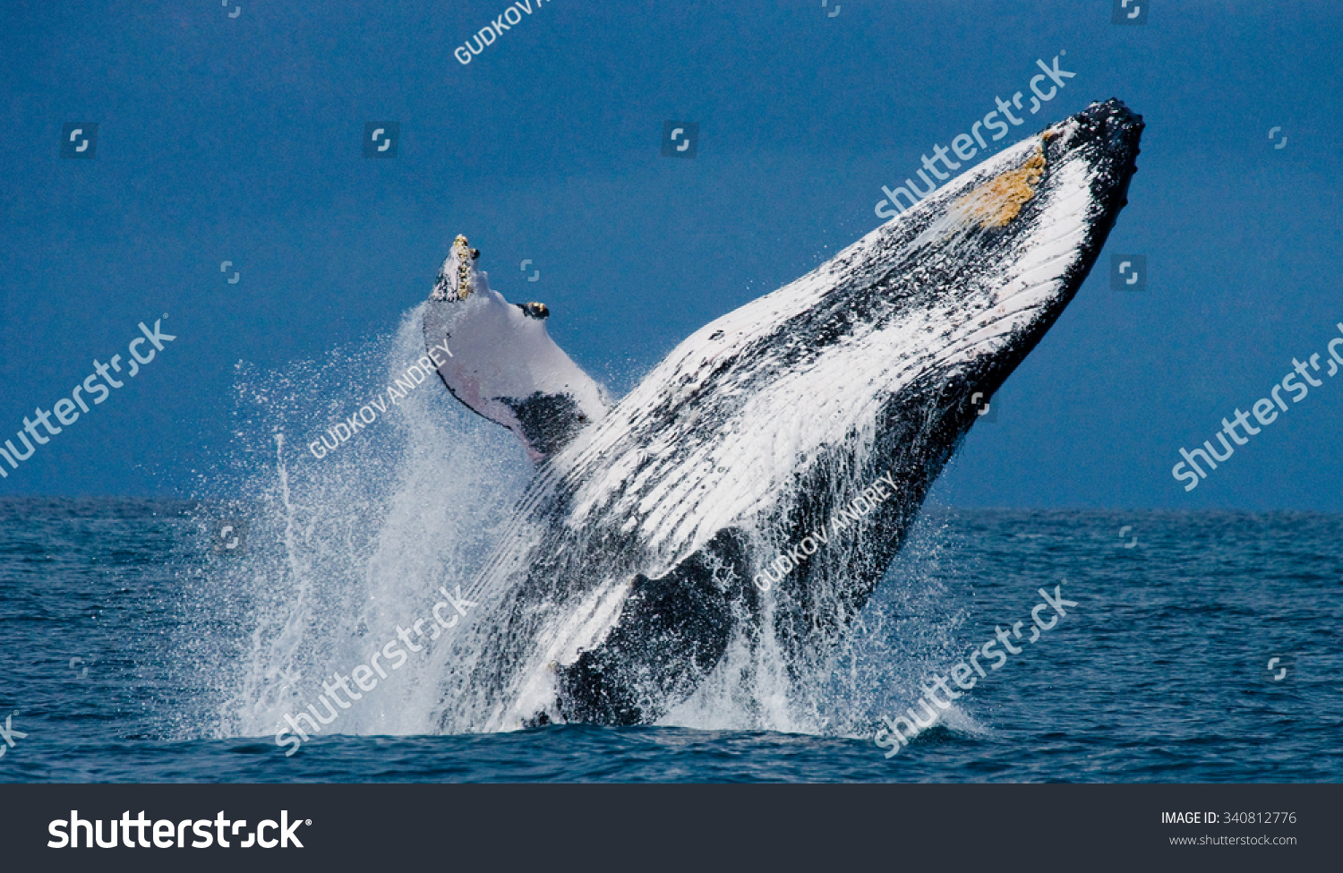 Humpback Whale Jumps Out Water Beautiful Stock Photo (Edit Now) 340812776