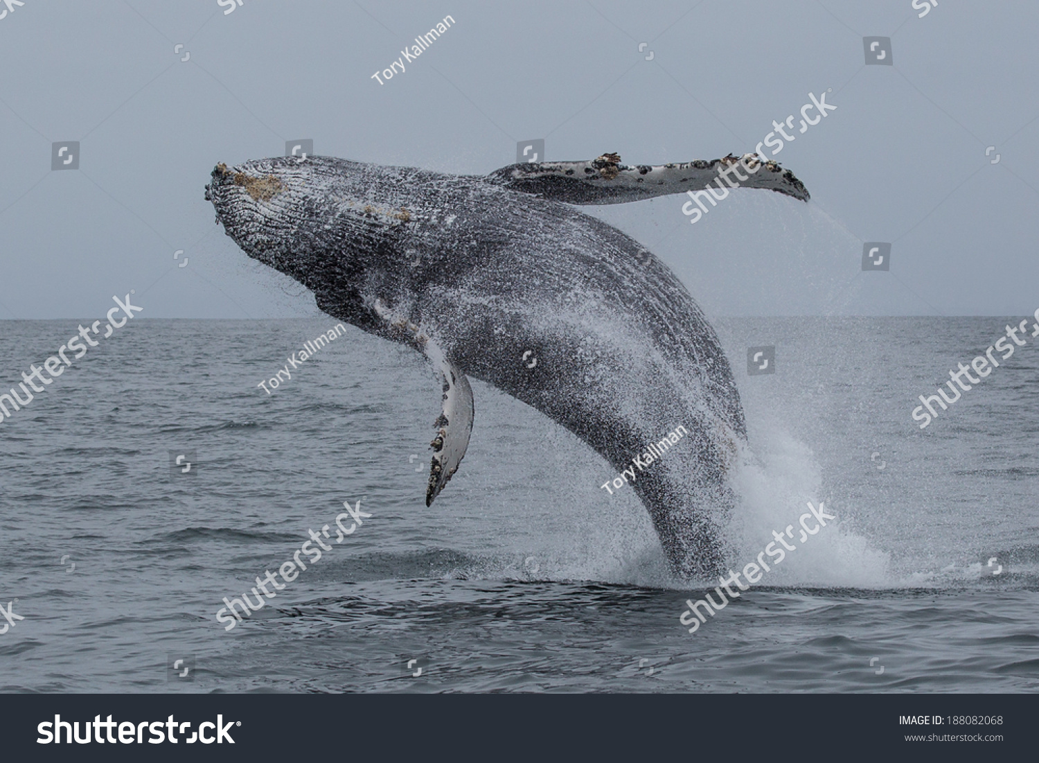 Humpback Whale (Megaptera Novaeangliae) Stock Photo 188082068 ...