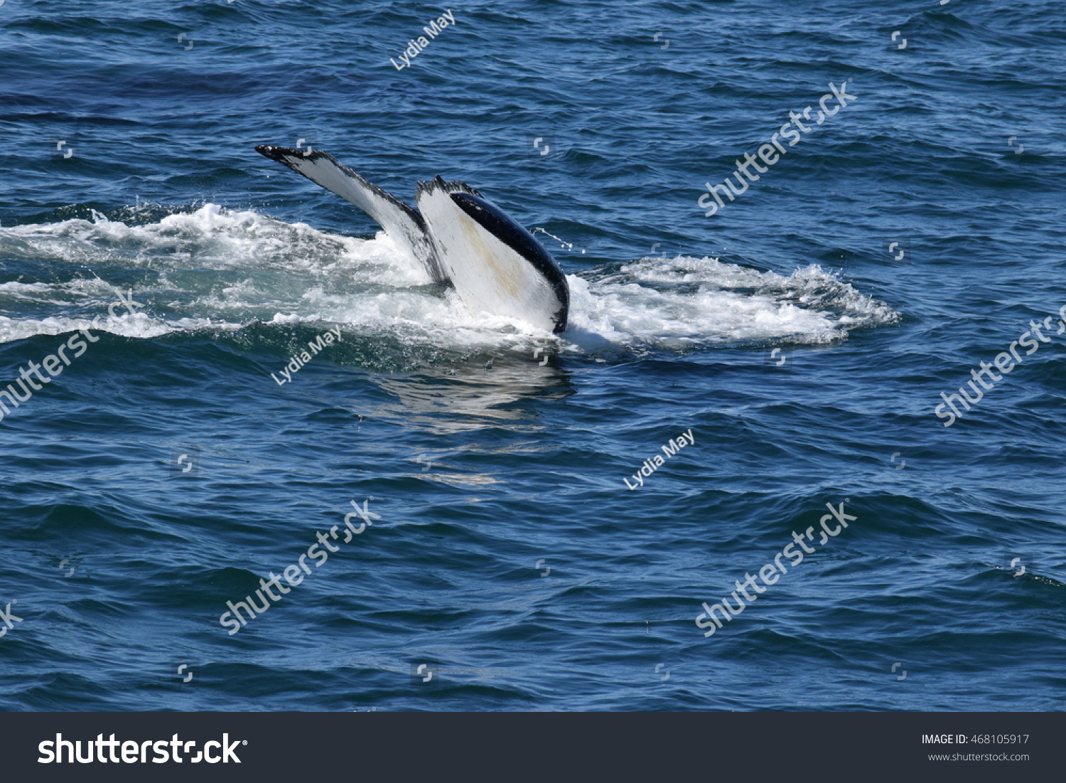 Humpback Whale Pectoral Slapping Stock Photo (Edit Now) 468105917