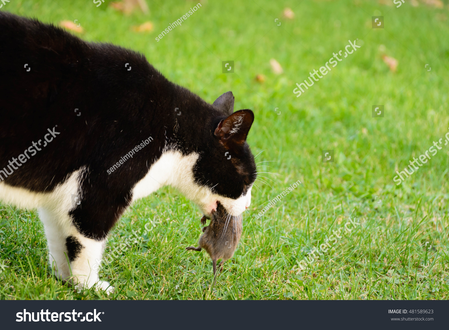 mouse prey